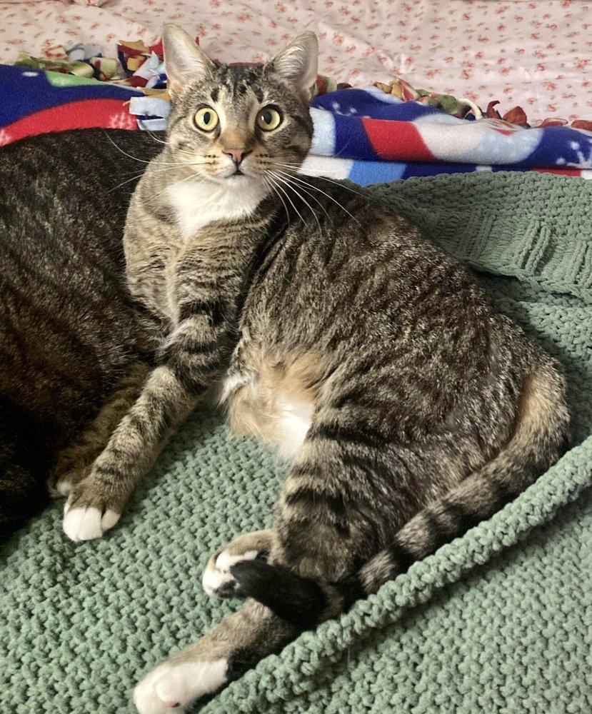 Enlarge Elvira, a Adoptable Domestic Short Hair in Chicago, IL image 4/6