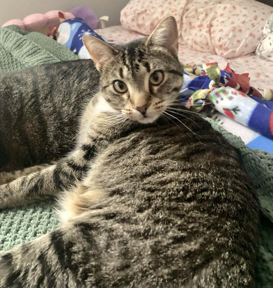 Enlarge Elvira, a Adoptable Domestic Short Hair in Chicago, IL image 5/6