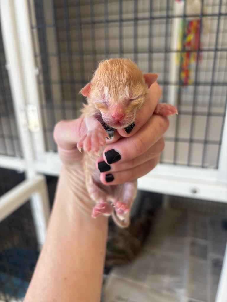 Garfield, Adoptable, Kitten Male Domestic Medium Hair.