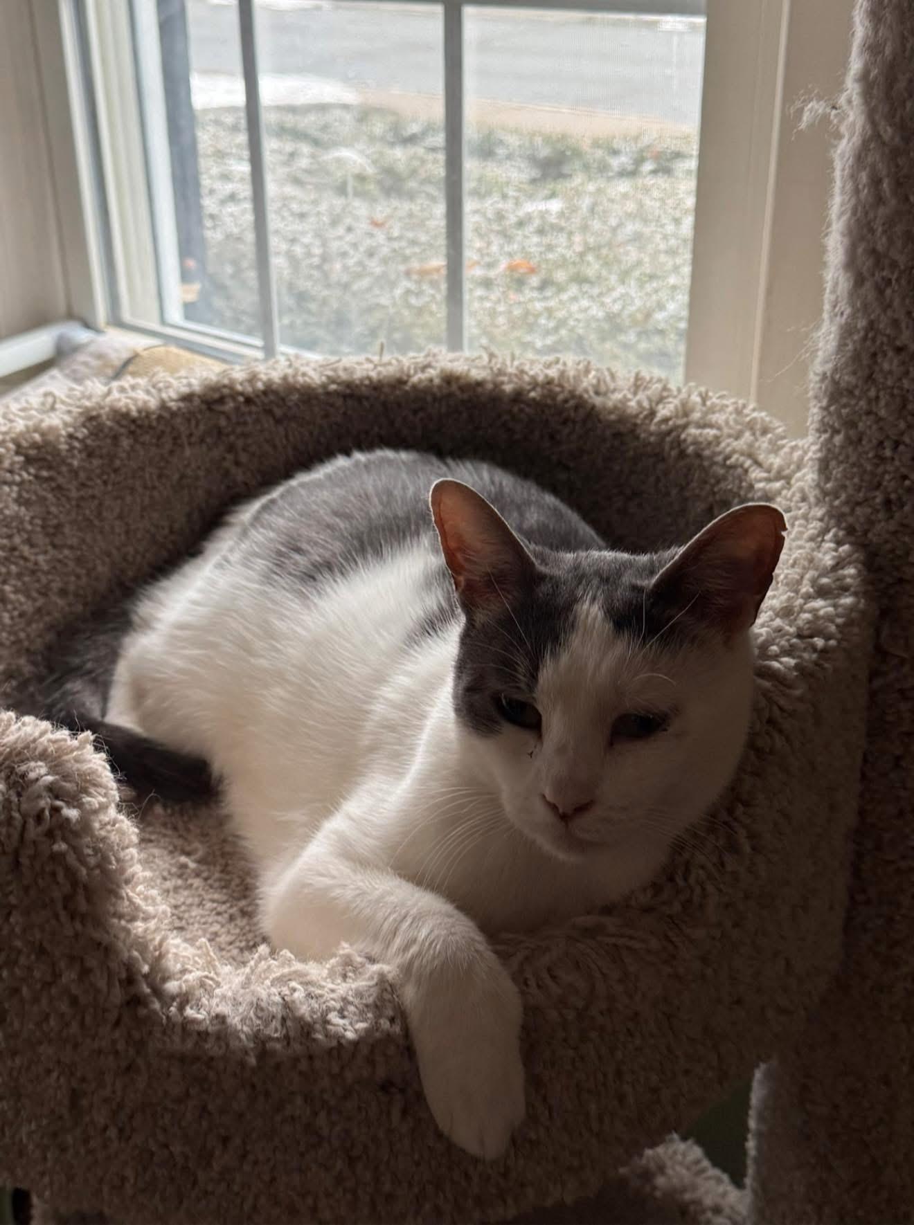 Enlarge Monkey, a Adoptable Domestic Short Hair in Newark, NJ image 5/5