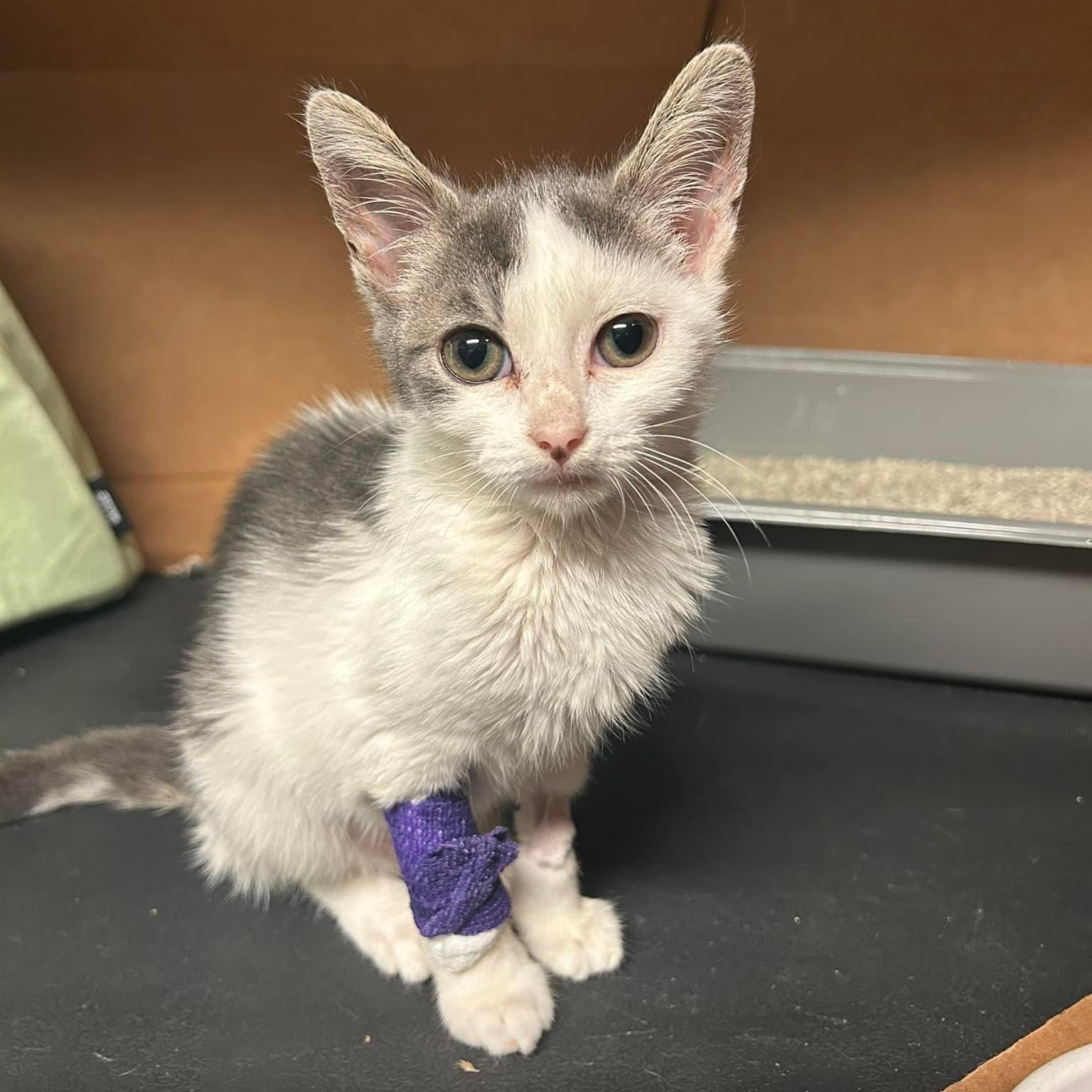 Enlarge Monkey, a Adoptable Domestic Short Hair in Newark, NJ image 2/5