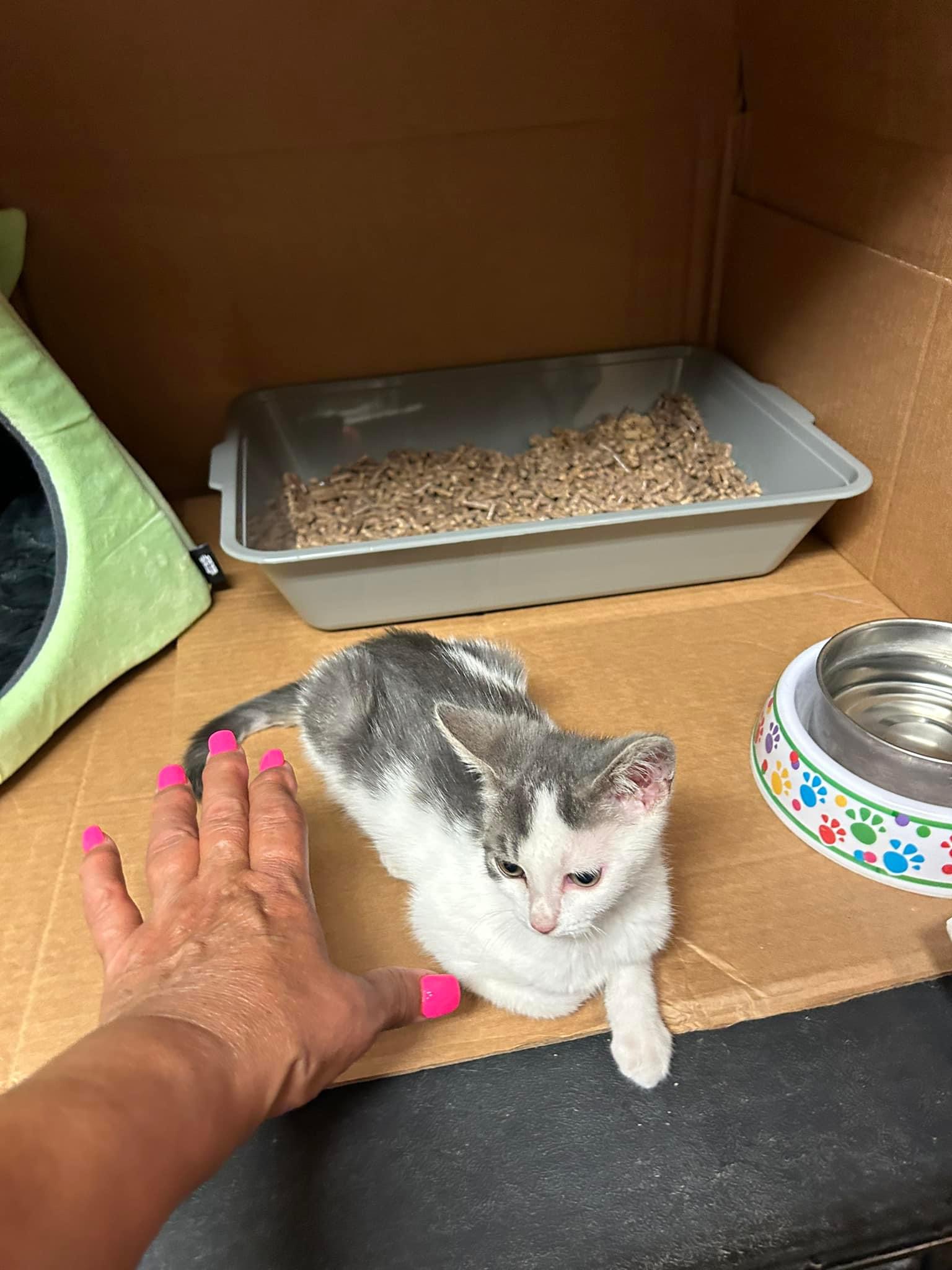 Enlarge Monkey, a Adoptable Domestic Short Hair in Newark, NJ image 4/5