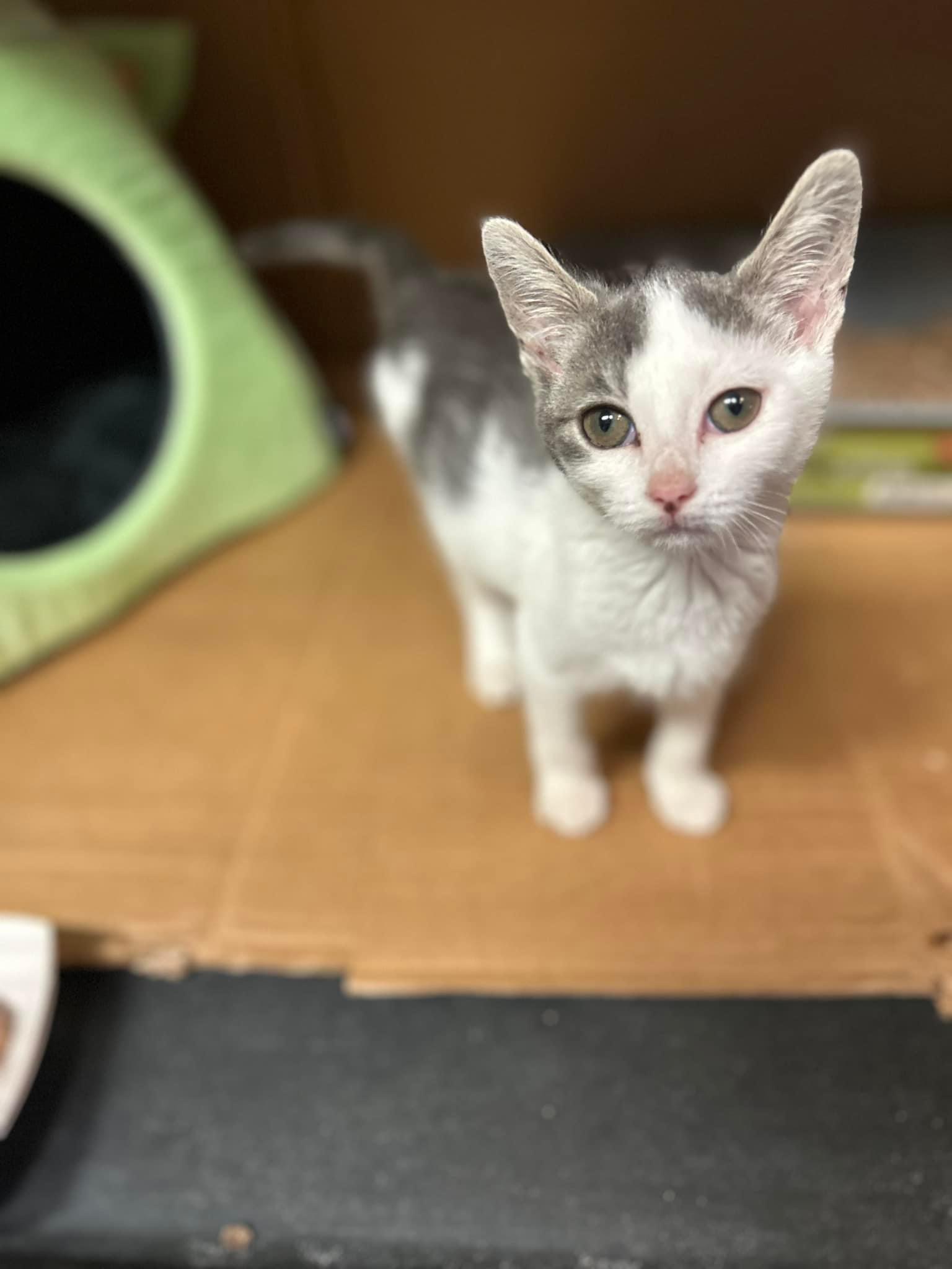 Enlarge Monkey, a Adoptable Domestic Short Hair in Newark, NJ image 3/5