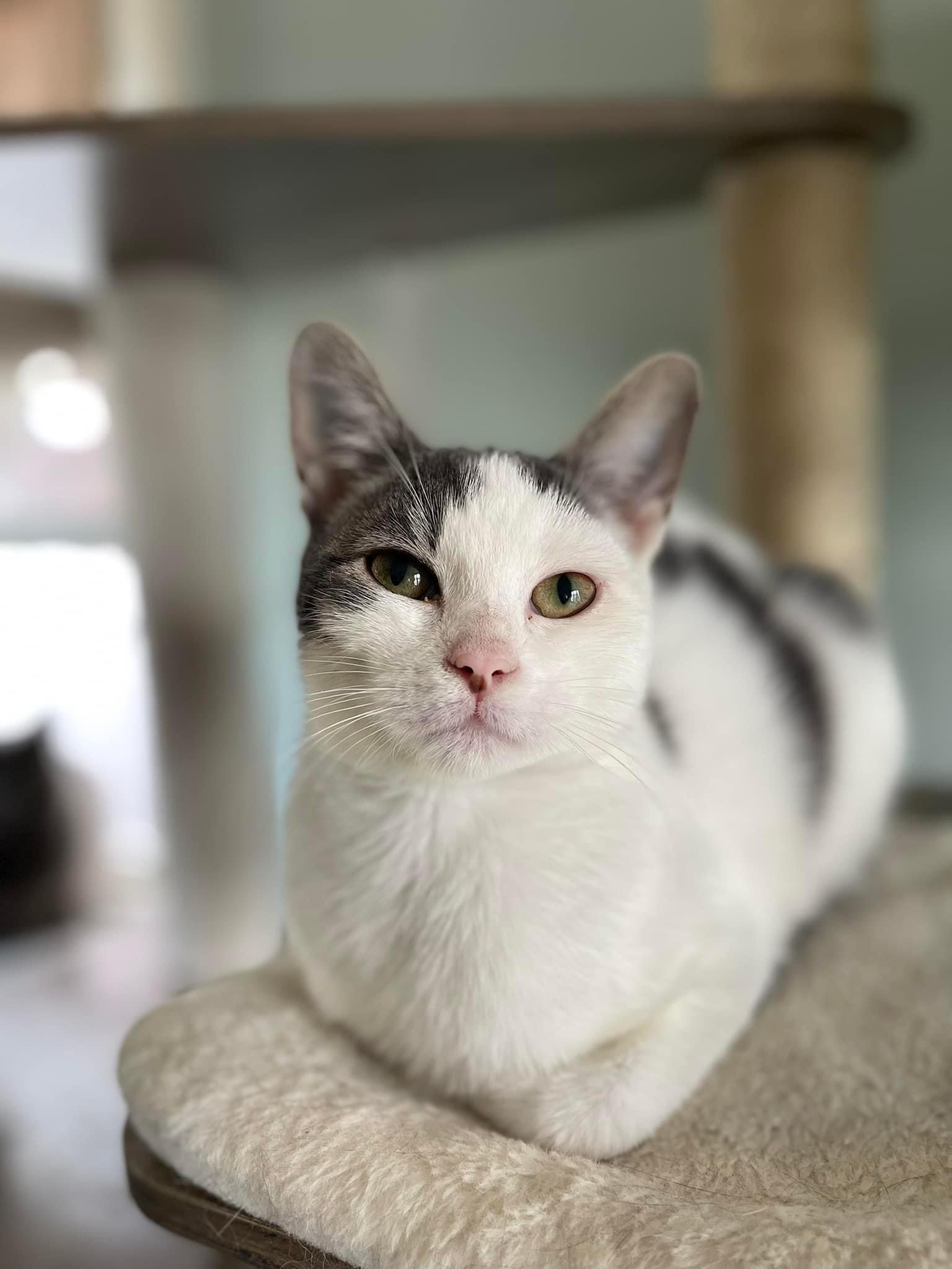 Monkey, Adoptable, Young Female Domestic Short Hair.