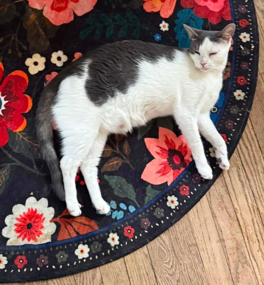 Monkey, a Adoptable Domestic Short Hair in Newark, NJ image 6/6