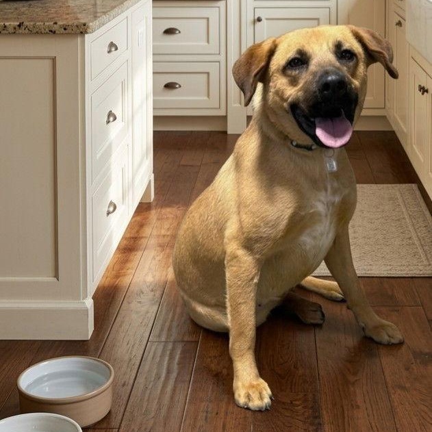 **TRINKET**, a Adoptable Labrador Retriever in North Prairie, WI image 3/3