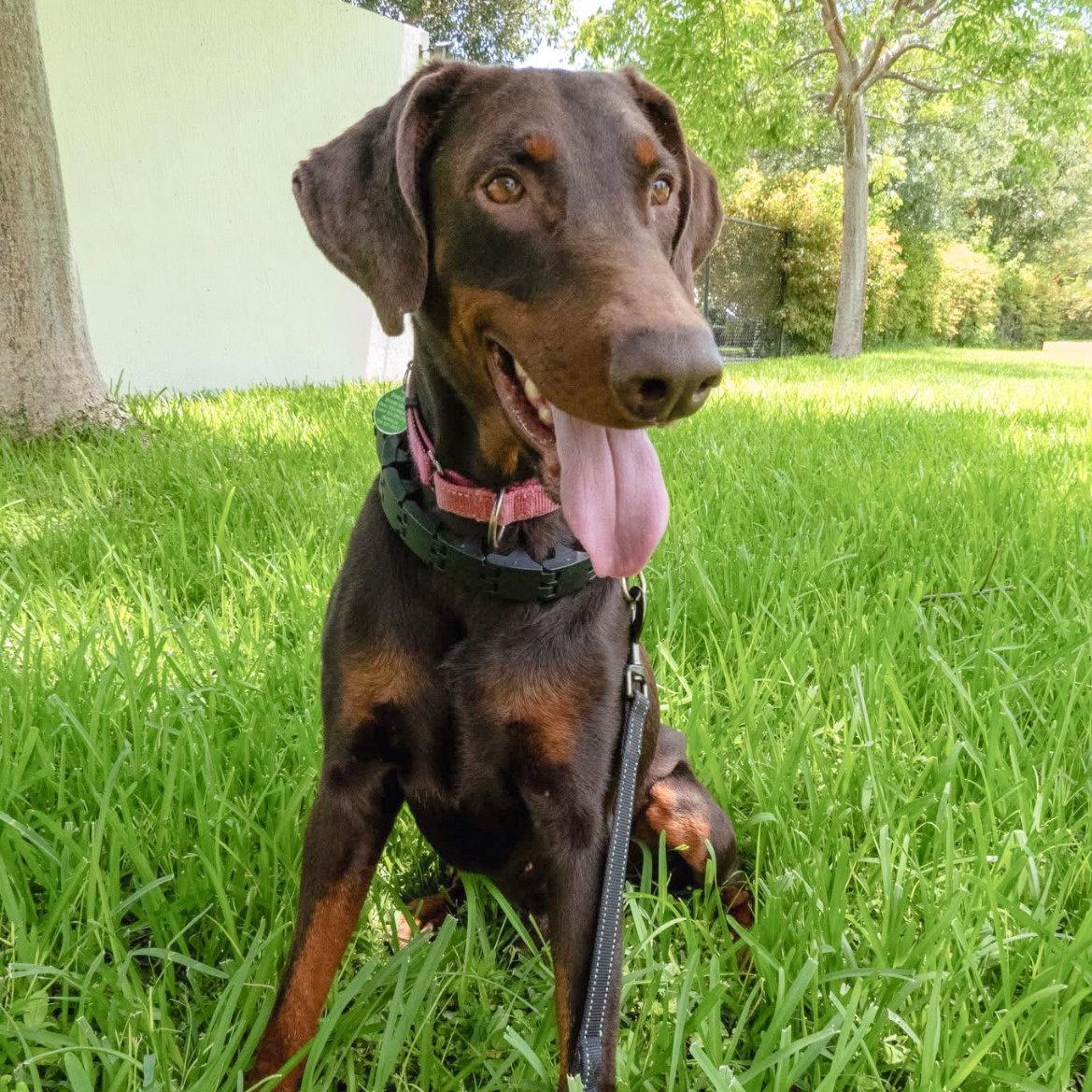 Jerry 3564, Adoptable, Young Male Doberman Pinscher.