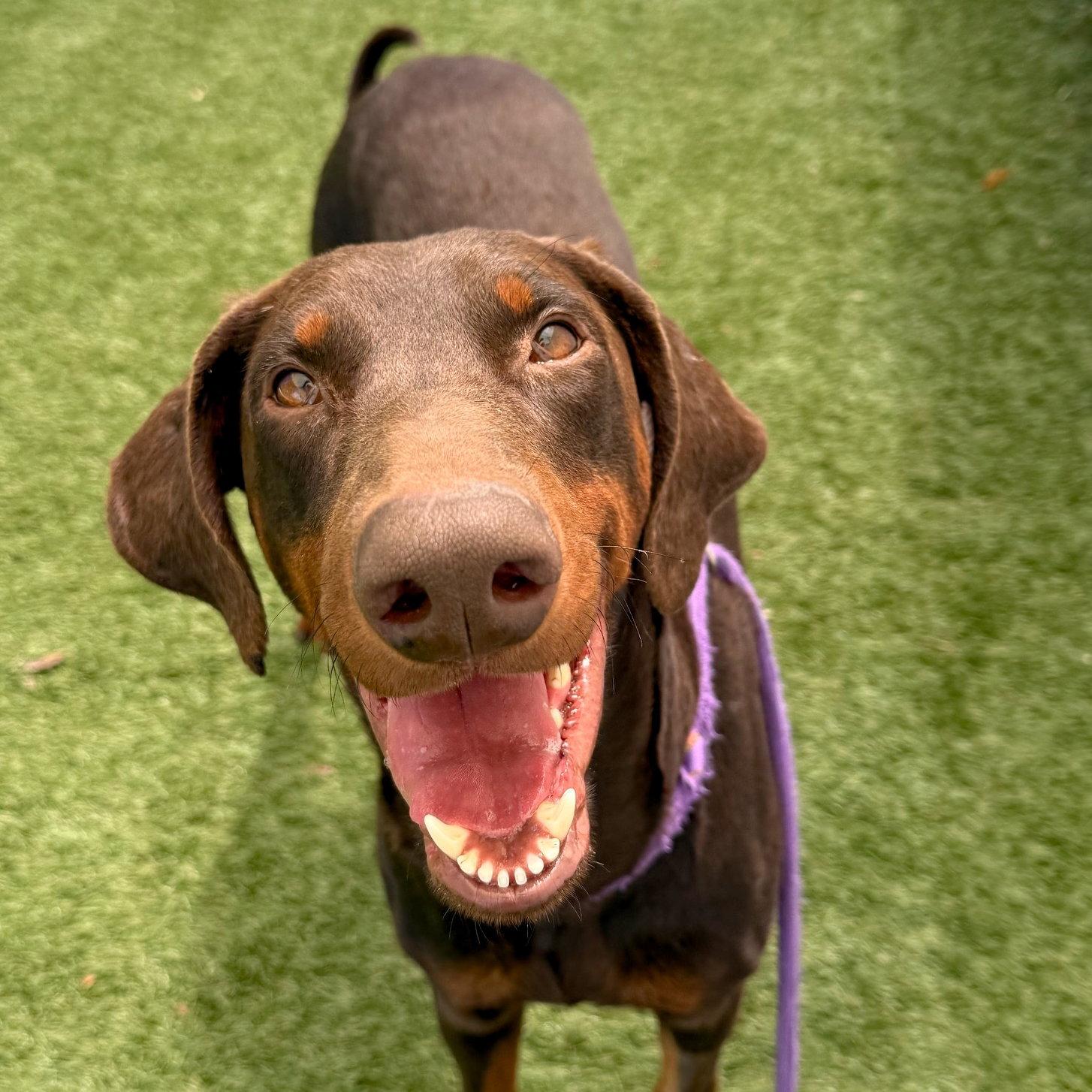 Jerry 3564, a Adoptable Doberman Pinscher in Oakland Park, FL image 2/3