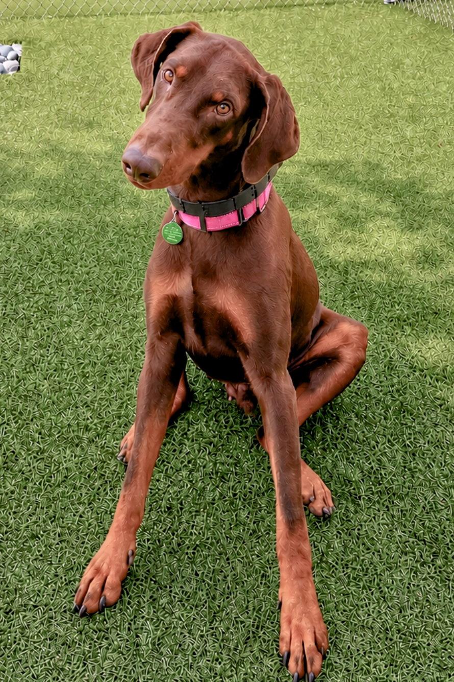 Jerry 3564, Adoptable, Young Male Doberman Pinscher.