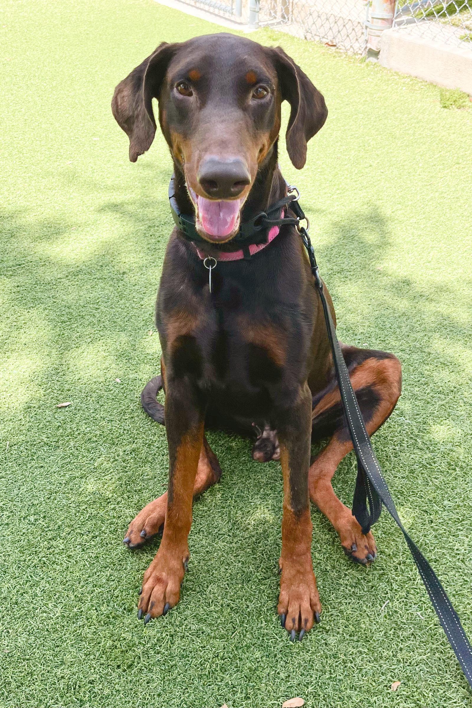 Jerry 3564, a Adoptable Doberman Pinscher in Oakland Park, FL image 2/3