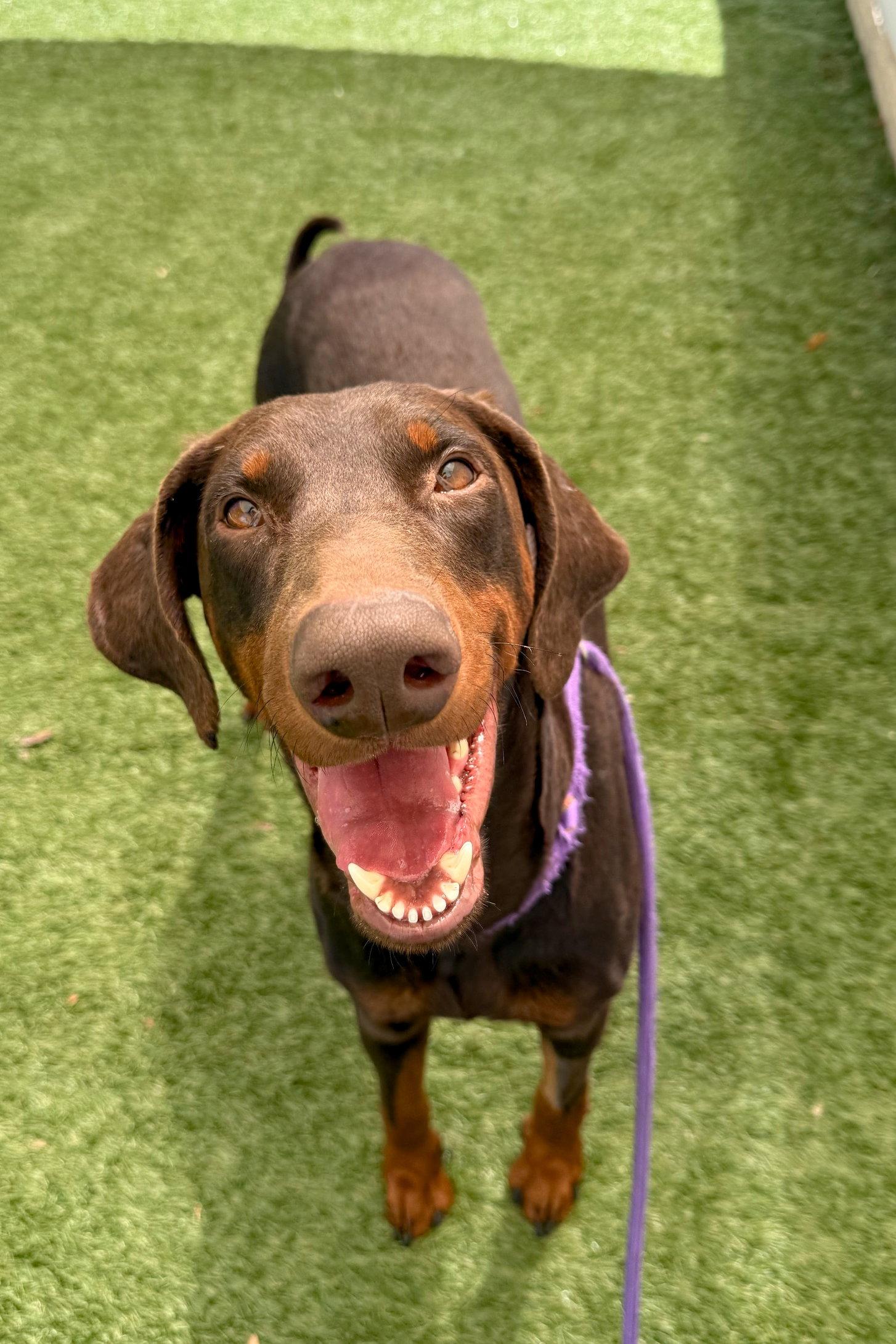 Enlarge Jerry 3564, a Adoptable Doberman Pinscher in Oakland Park, FL image 1/3