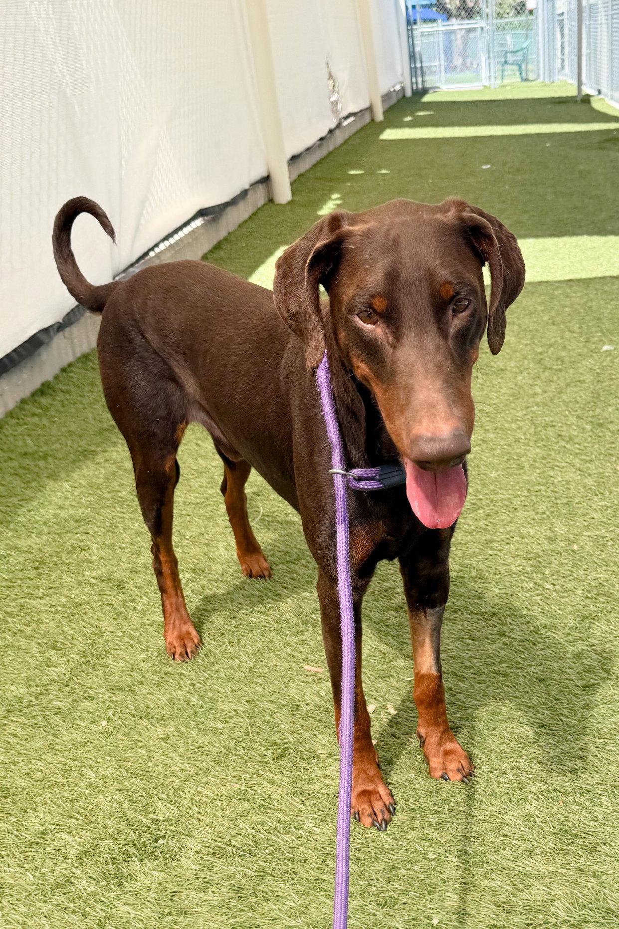 Enlarge Jerry 3564, a Adoptable Doberman Pinscher in Oakland Park, FL image 2/3