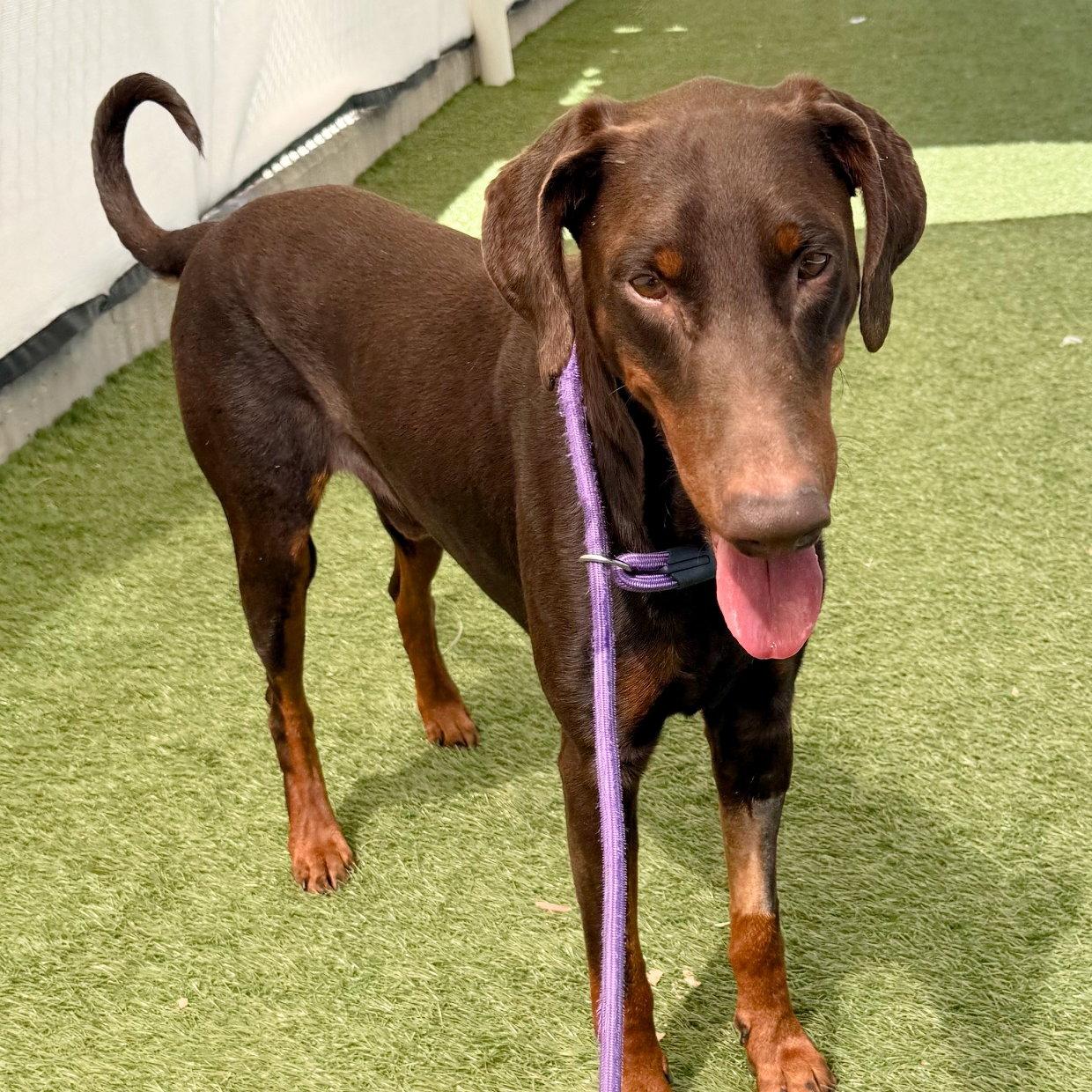 Jerry 3564, a Adoptable Doberman Pinscher in Oakland Park, FL image 3/3