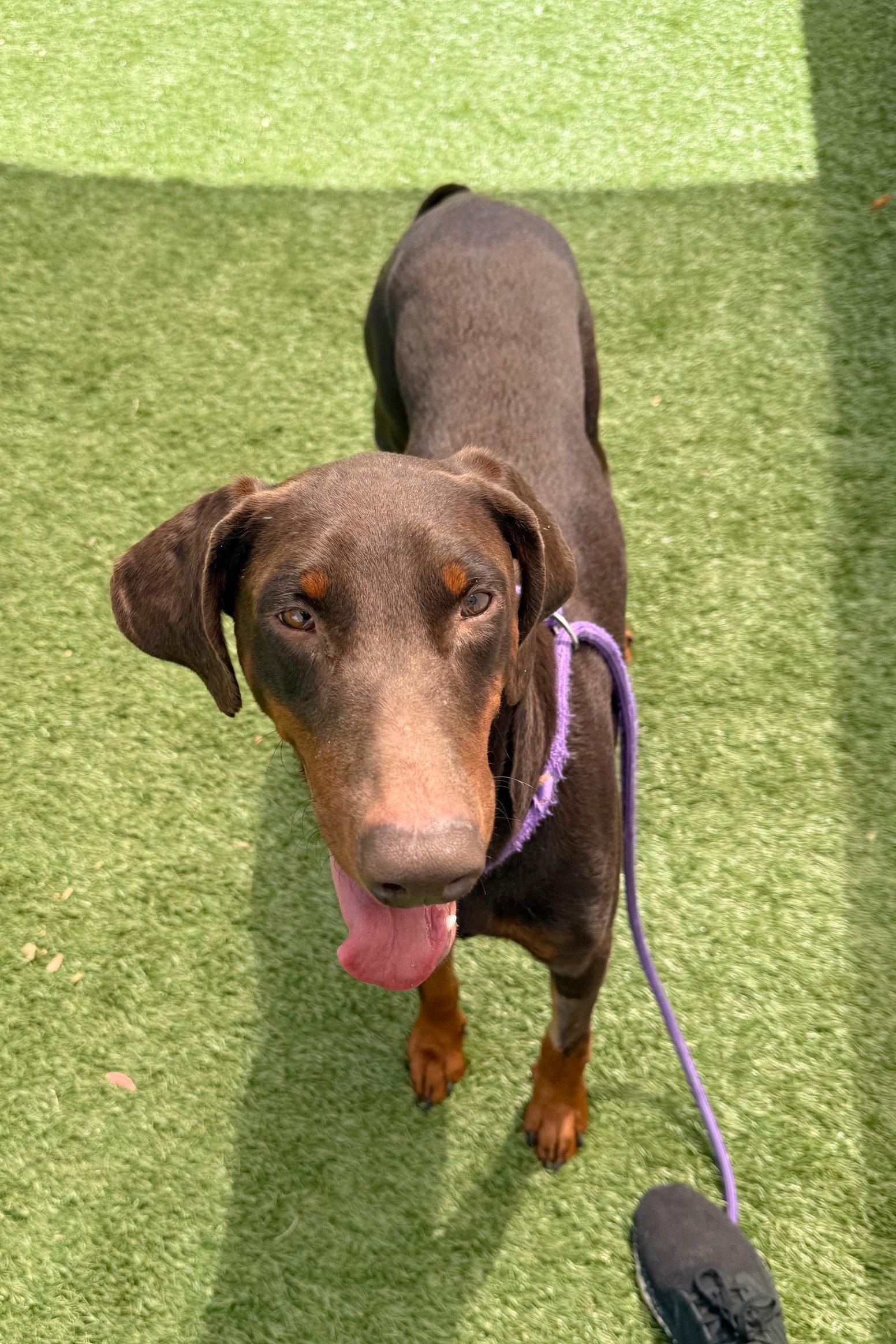 Enlarge Jerry 3564, a Adoptable Doberman Pinscher in Oakland Park, FL image 3/3