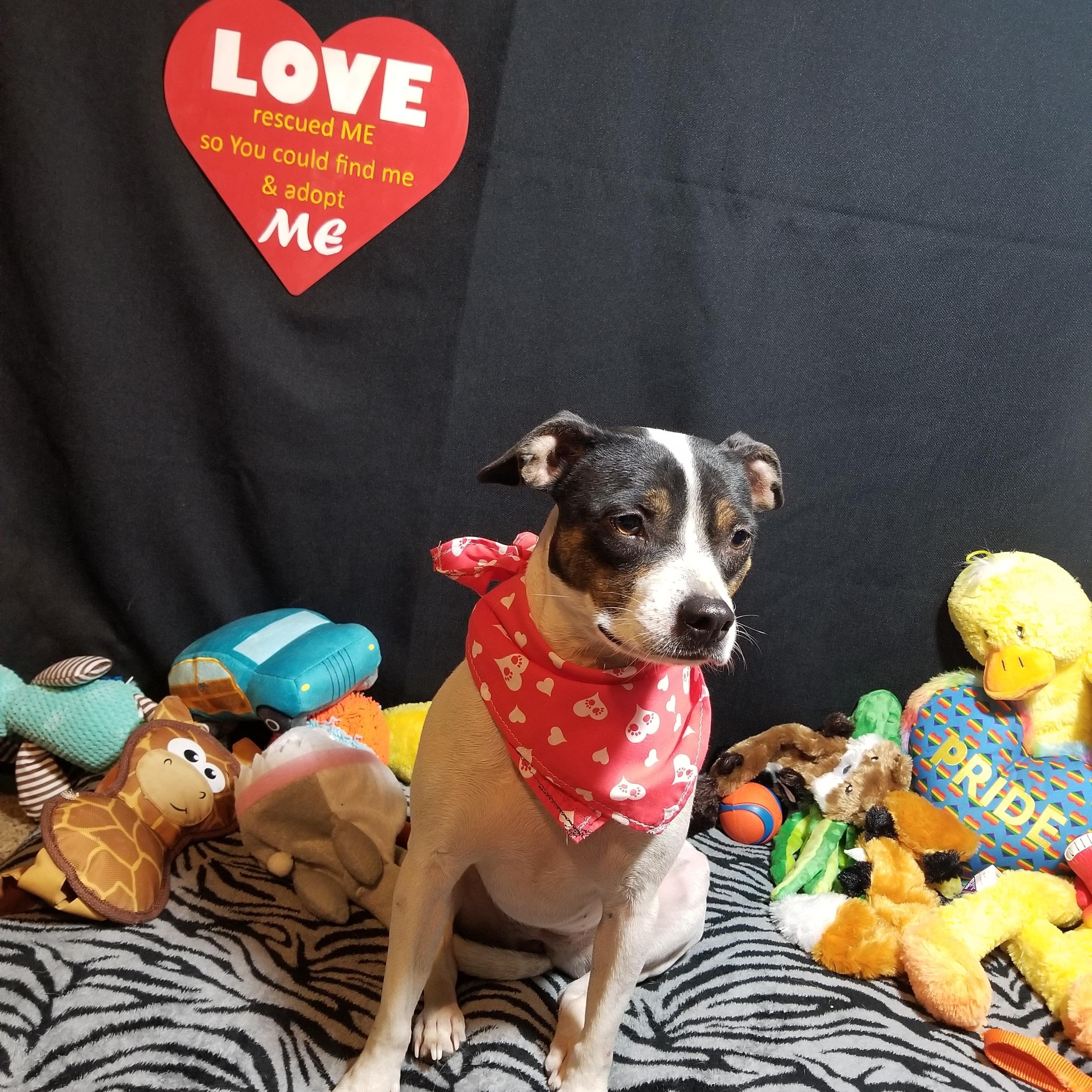 Maisey, adopted, Adult Female Pit Bull Terrier & Toy Fox Terrier.