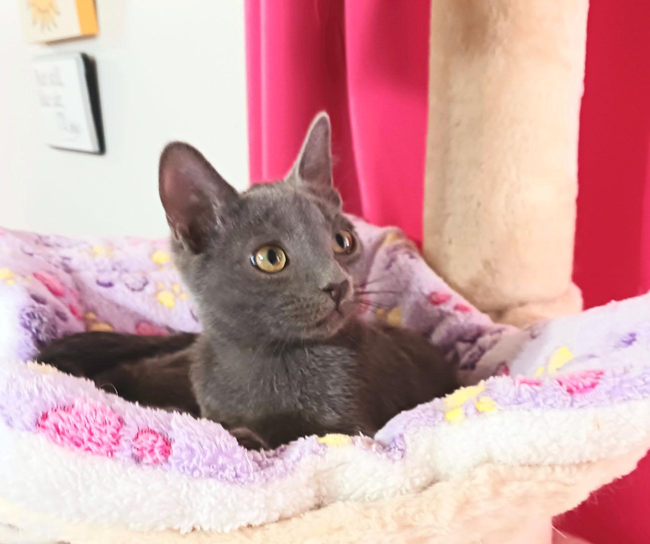 Miles Nathaniel, an adopted mixed breed in Mesa, AZ image 3/4