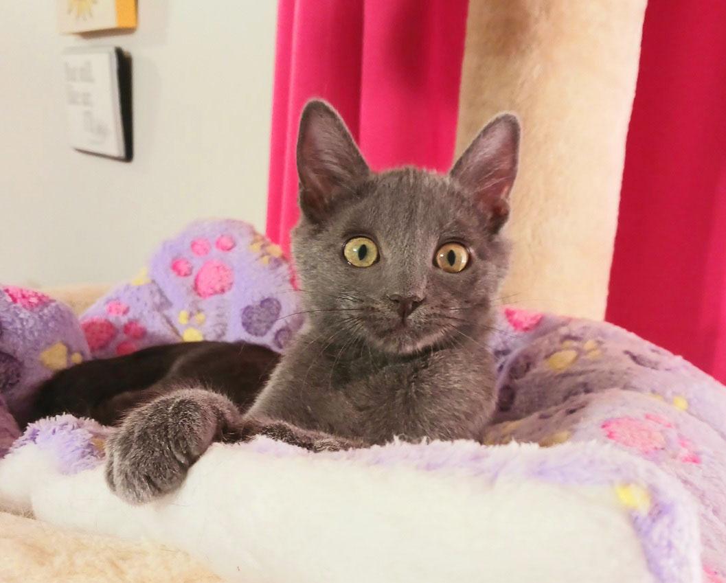 Miles Nathaniel, an adopted mixed breed in Mesa, AZ image 2/4