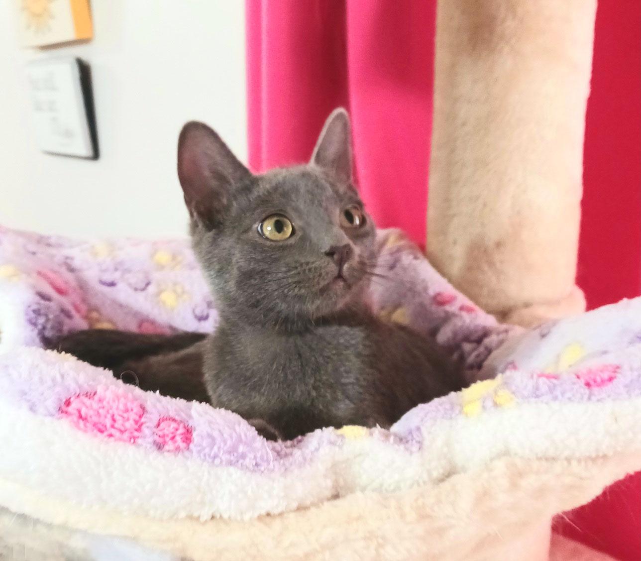 Miles Nathaniel, adopted, Kitten Male Russian Blue.