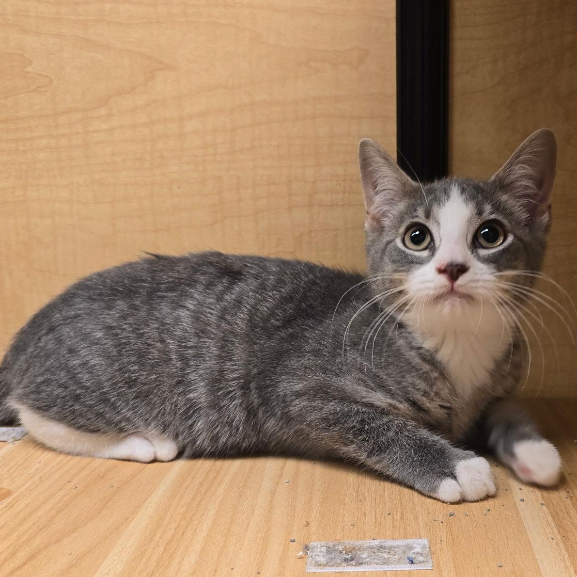 Clover, Adopted, Kitten Male Domestic Short Hair.