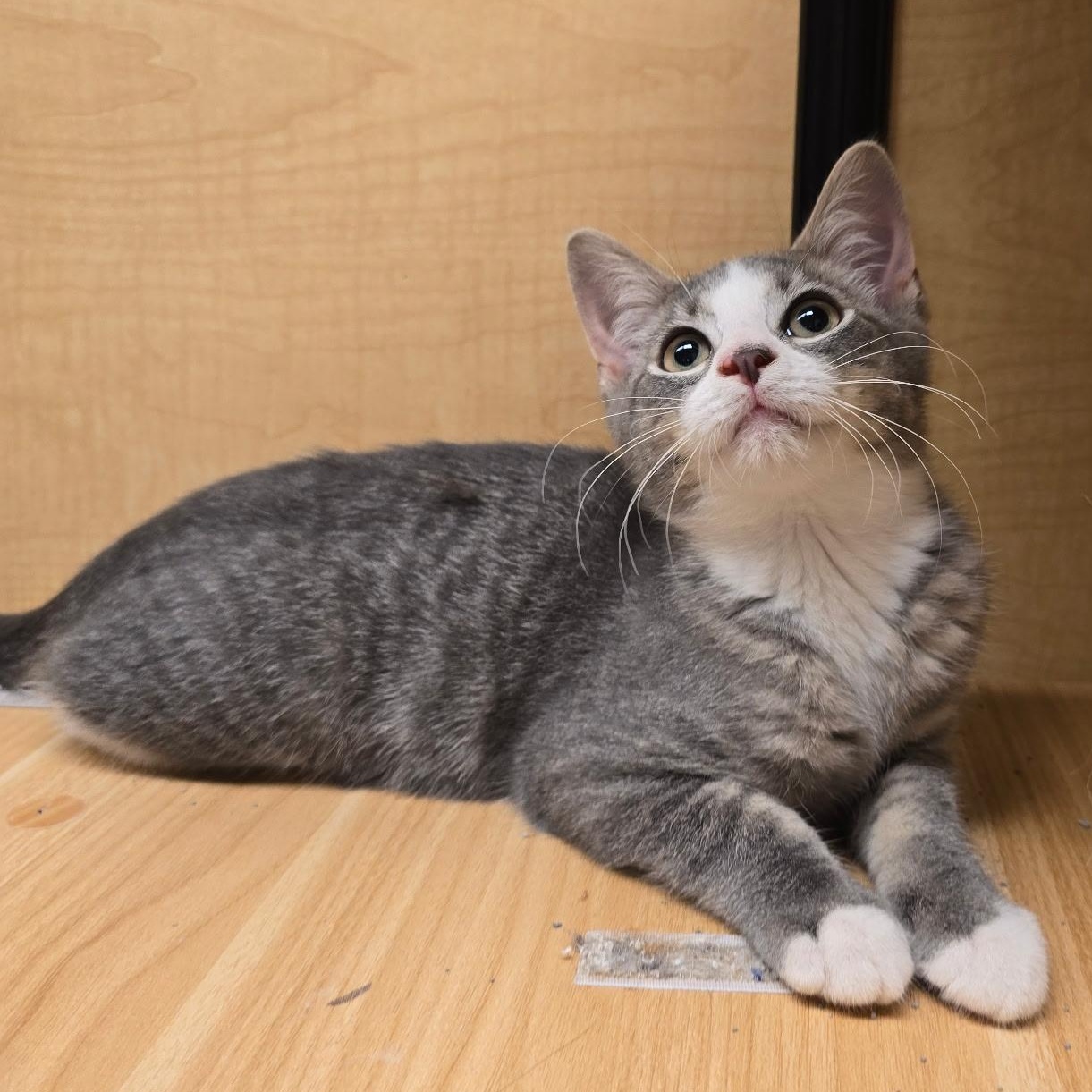 Enlarge Clover, a Adopted Domestic Short Hair in Warwick, RI image 2/2
