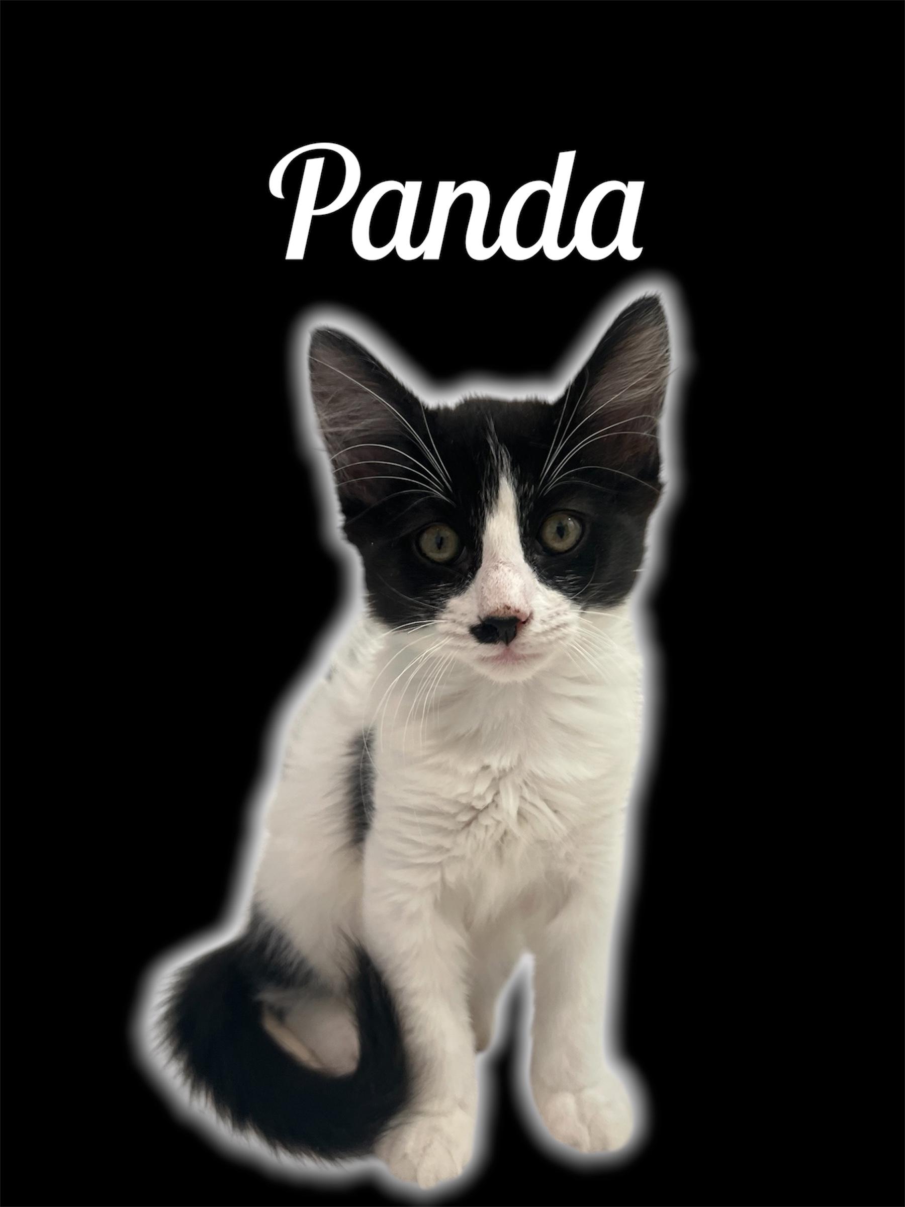 Enlarge Panda, an adoptable Domestic Short Hair in Auburn, CA image 1/1