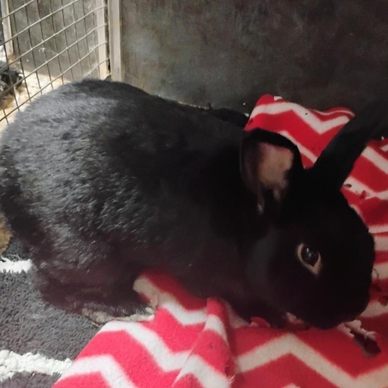 Joe, Adoptable, Young Male American.