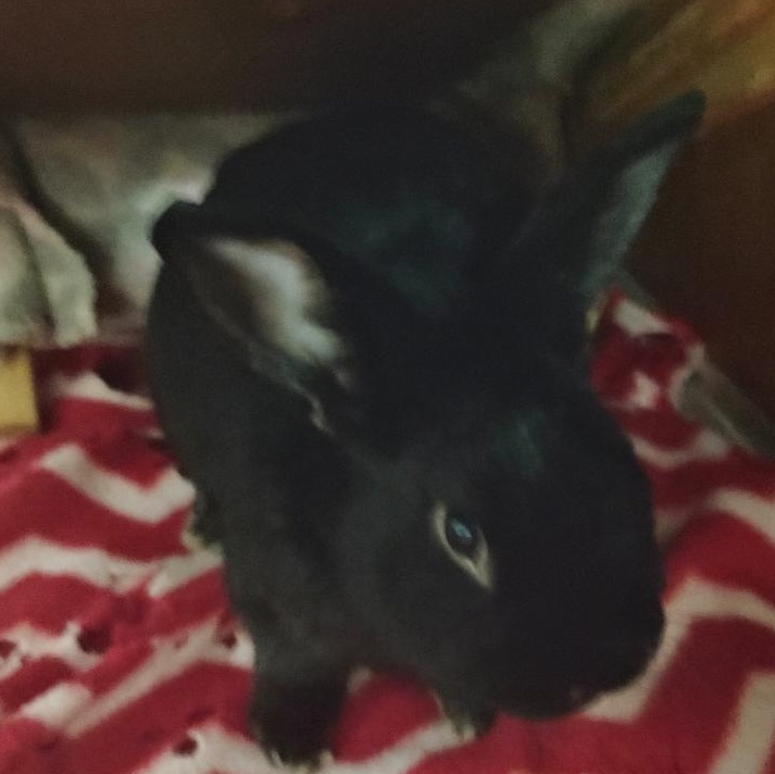 Enlarge Joe, a Adoptable American in Gig Harbor, WA image 3/3