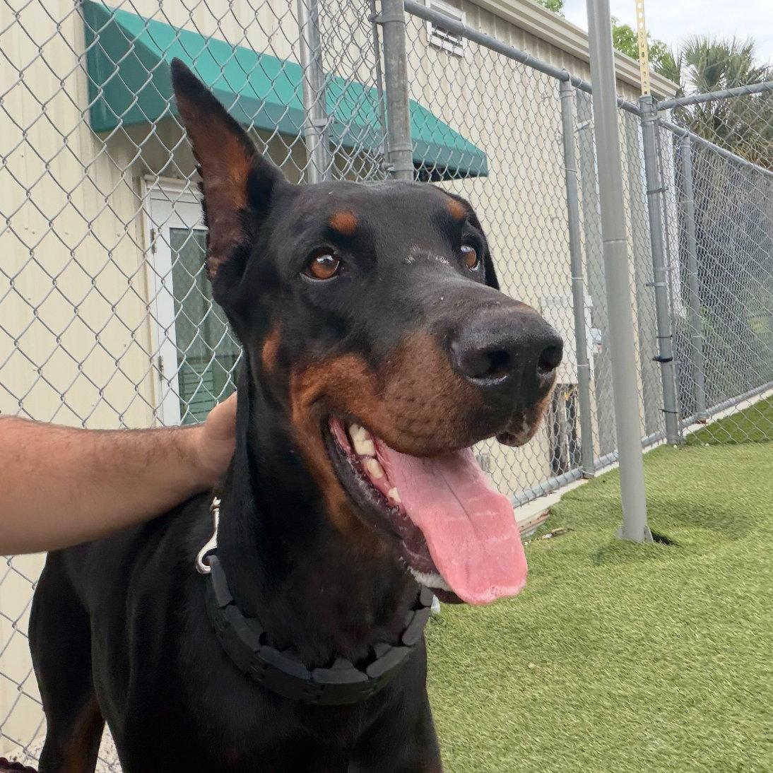 Kaiser 3402, Adoptable, Adult Male Doberman Pinscher.