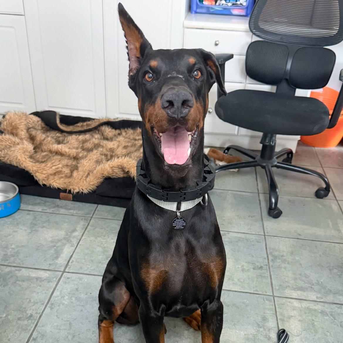 Kaiser 3402, a Adoptable Doberman Pinscher in Oakland Park, FL image 2/3