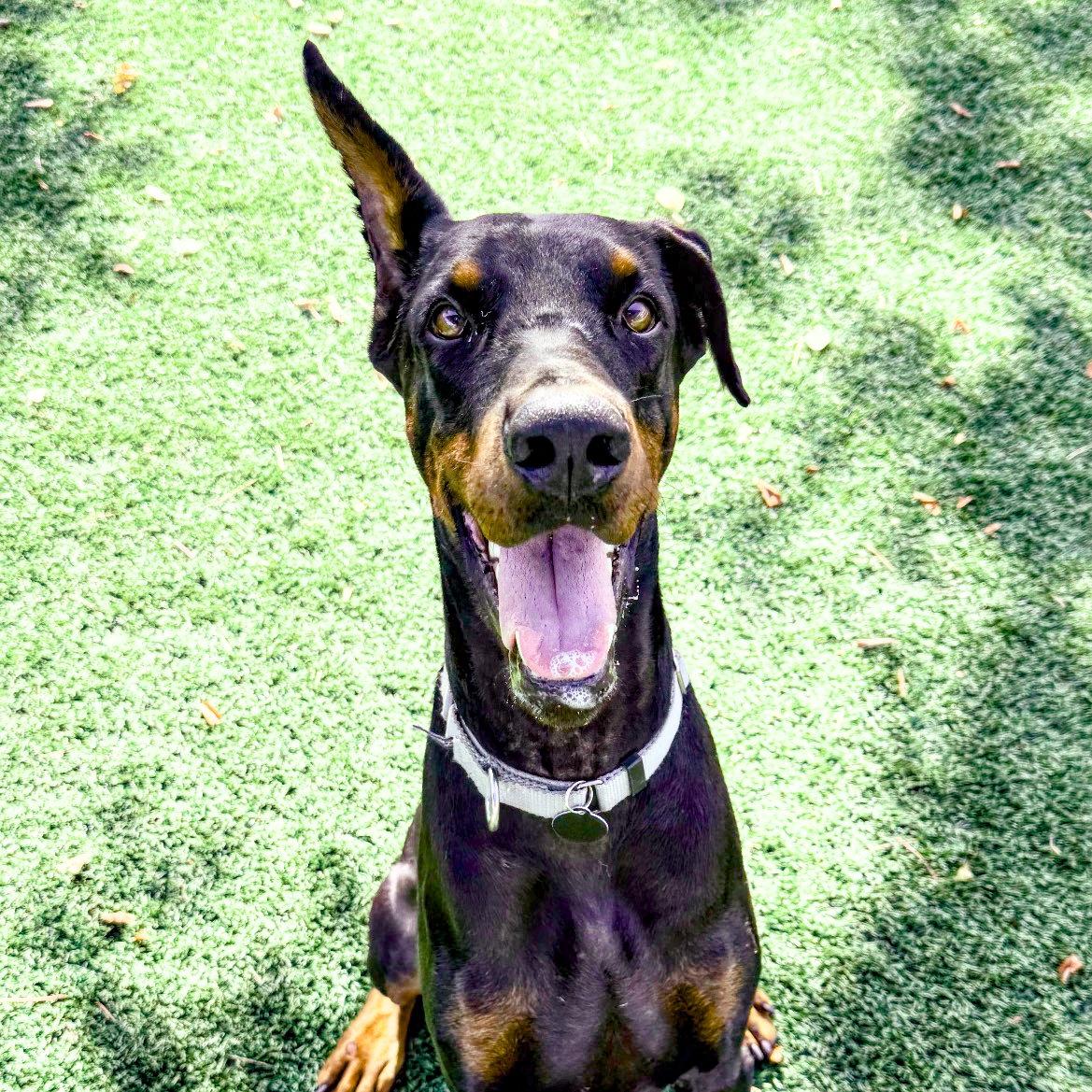 Kaiser 3402, a Adoptable Doberman Pinscher in Oakland Park, FL image 3/3