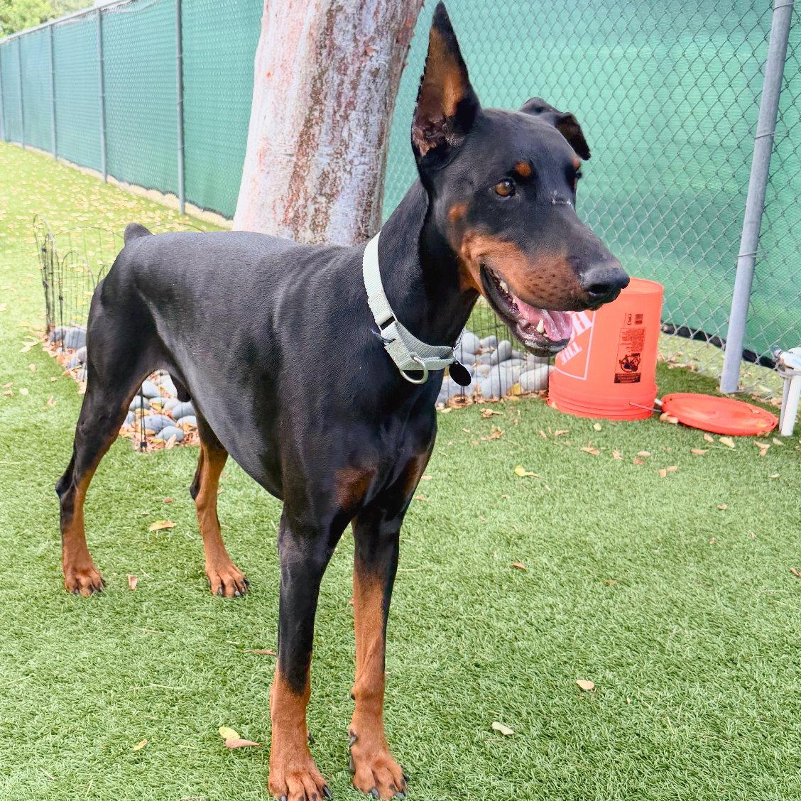 Kaiser 3402, a Adoptable Doberman Pinscher in Oakland Park, FL image 3/3