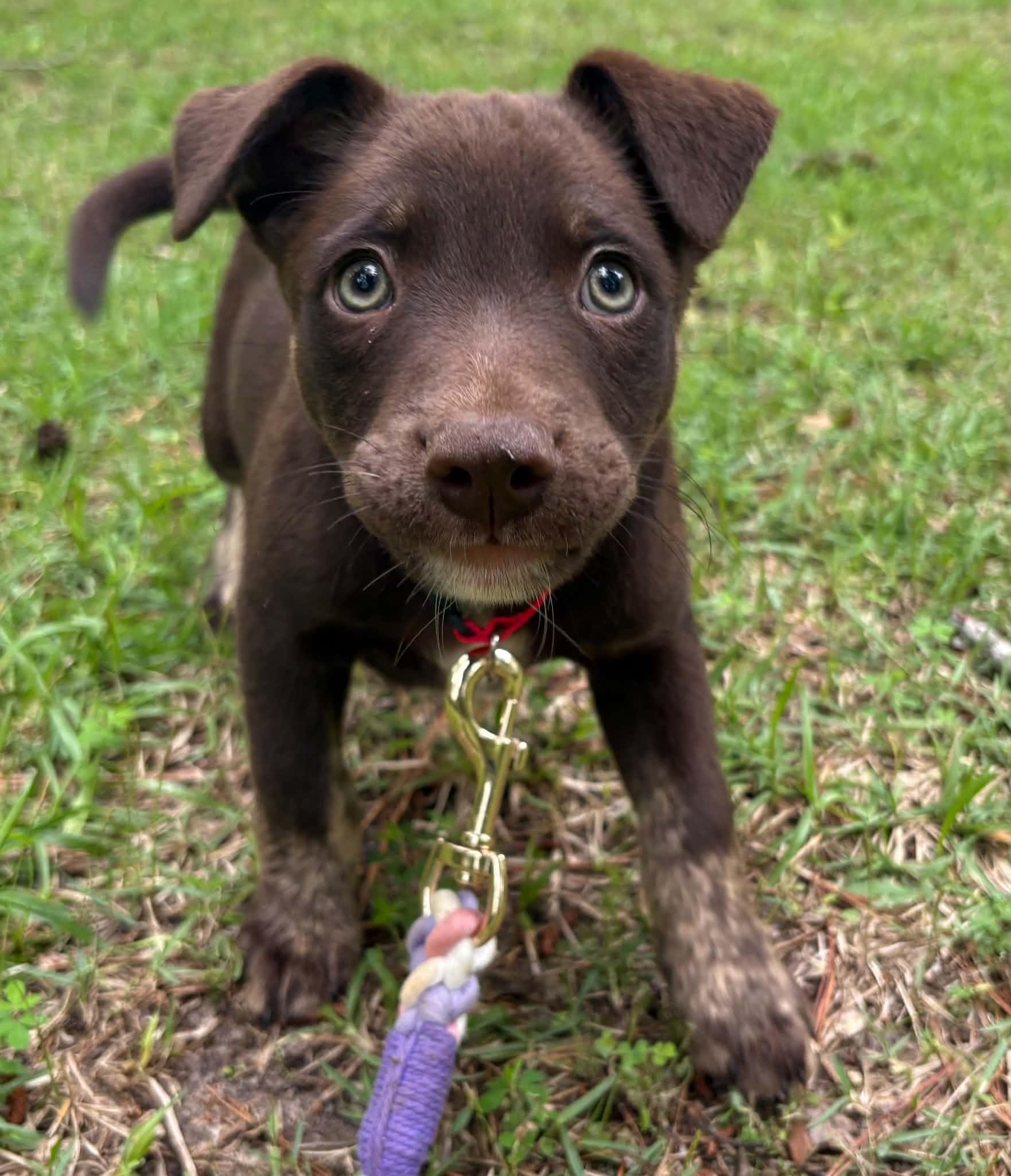 Lainey, an adopted mixed breed in Billerica, MA image 2/3