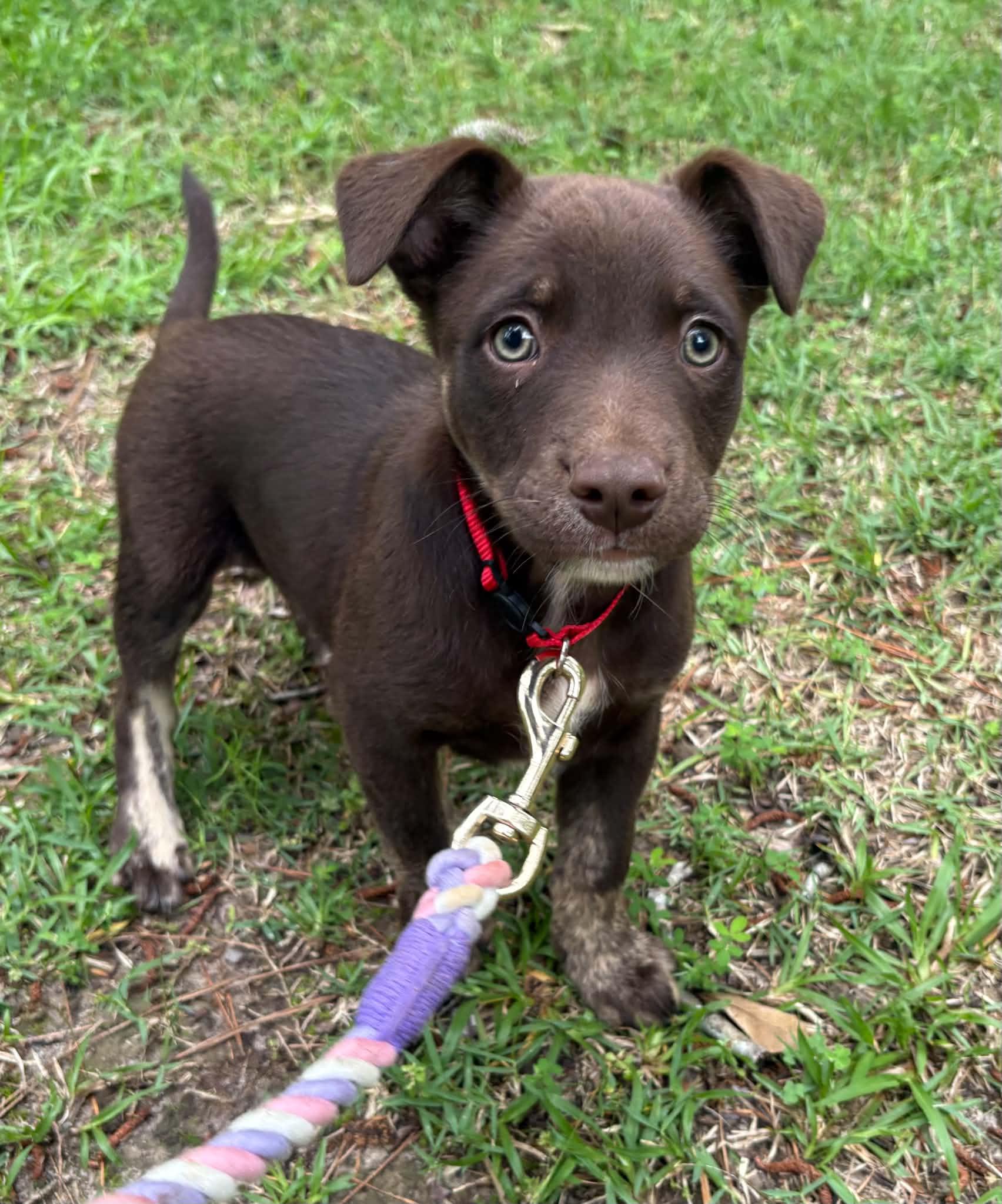 Lainey, an adopted mixed breed in Billerica, MA image 3/3
