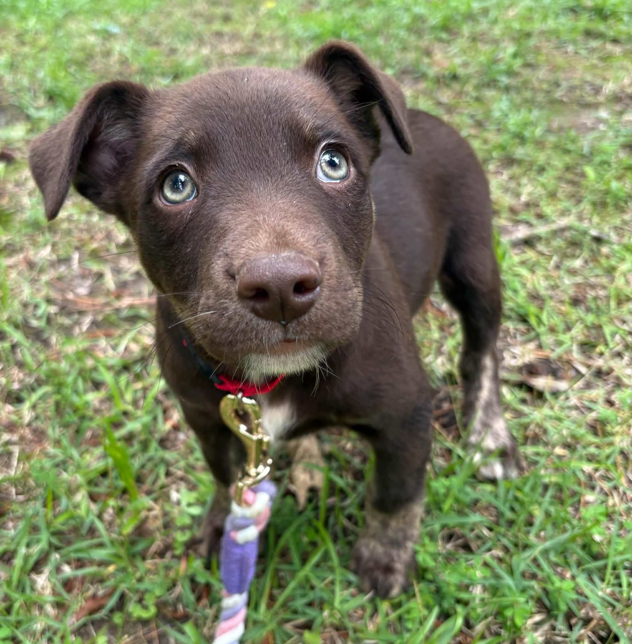 Lainey, an adopted mixed breed in Billerica, MA image 1/3