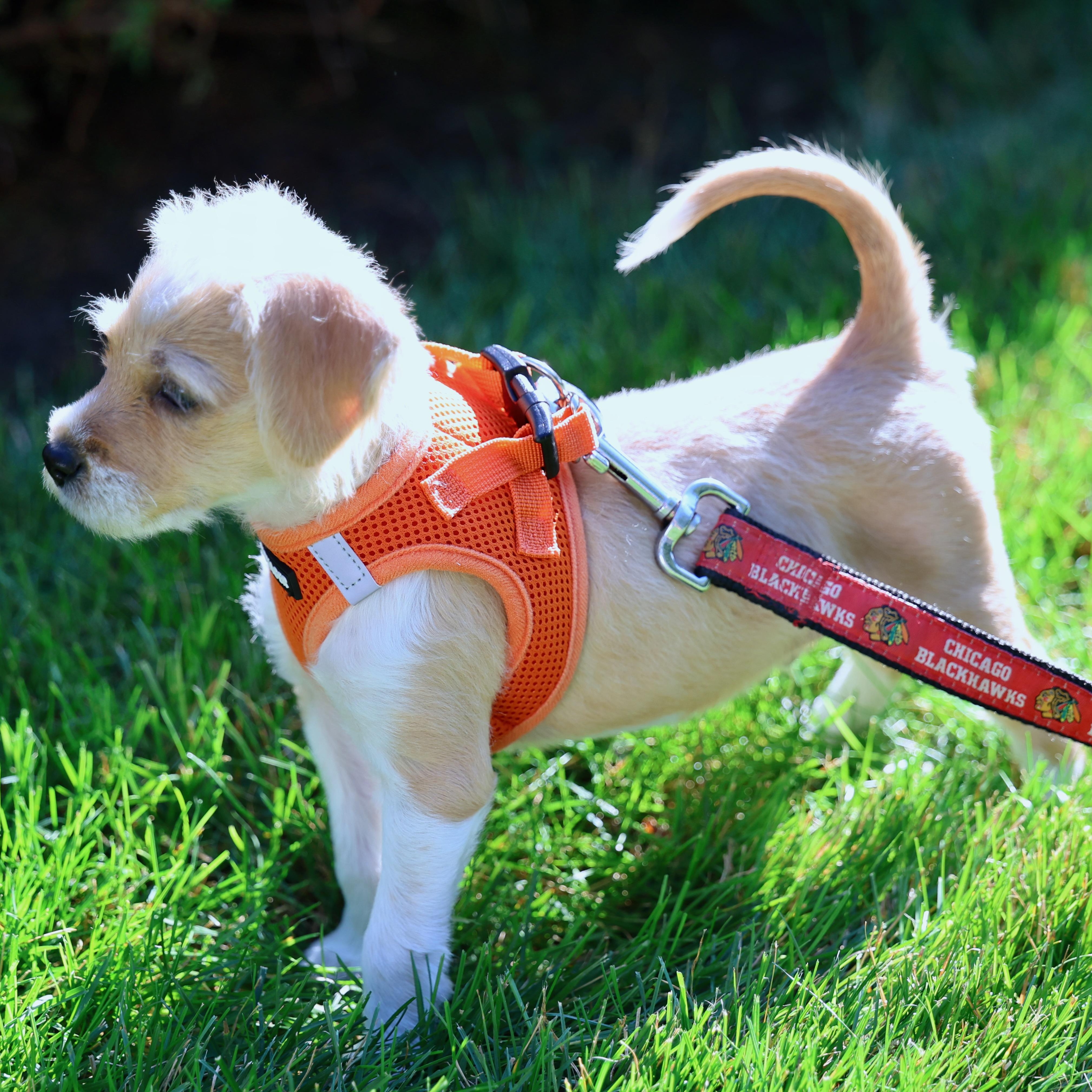 Enlarge Matthew, an adopted mixed breed in Palatine, IL image 3/5