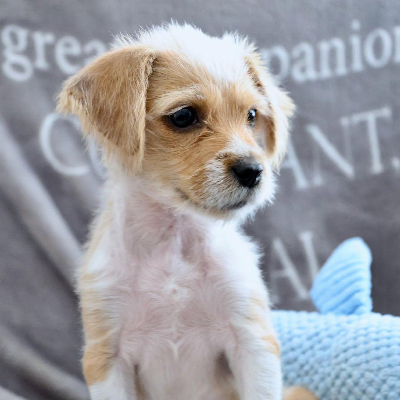 Matthew, adopted, Puppy Male Terrier & Mixed Breed.