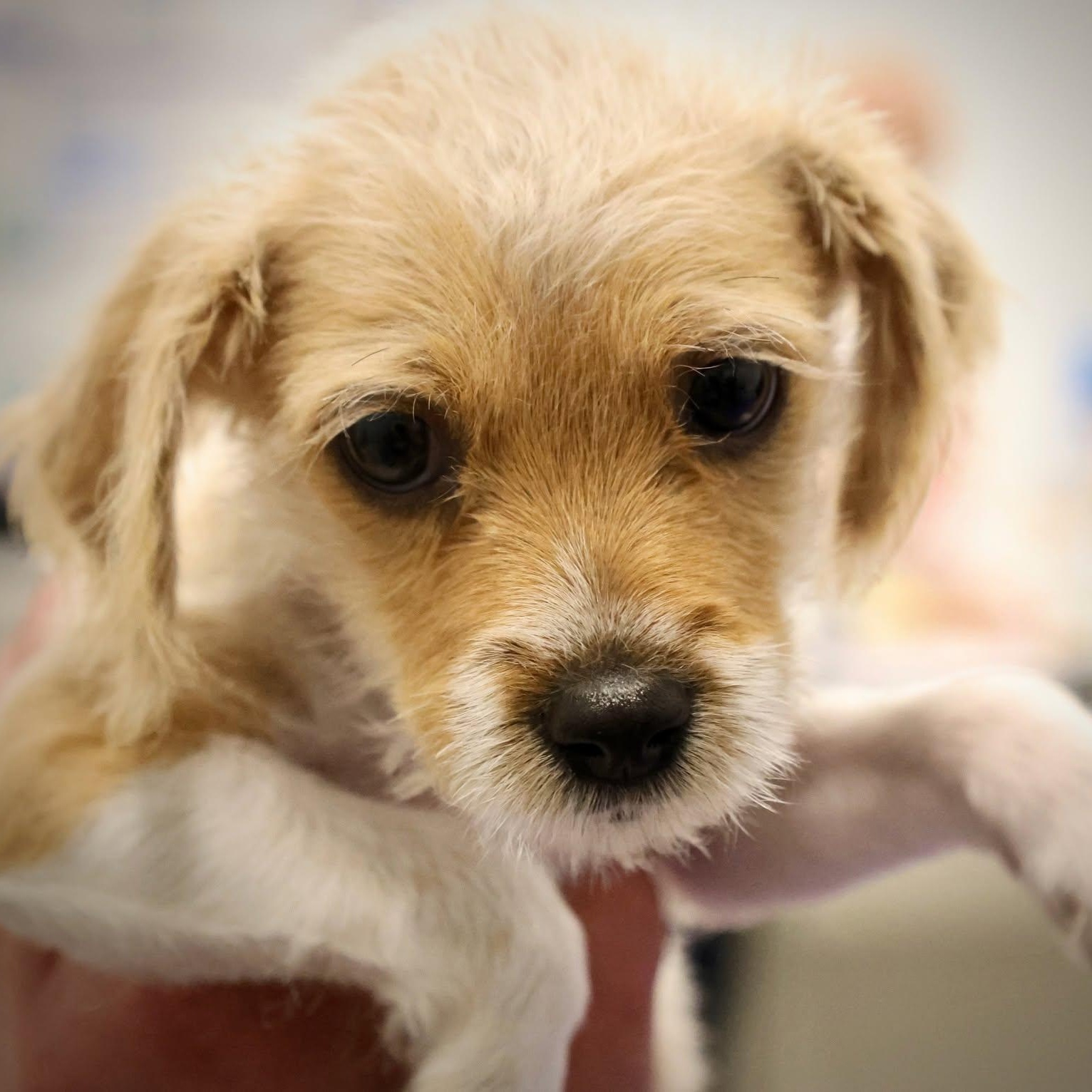 Enlarge Matthew, an adopted mixed breed in Palatine, IL image 2/5