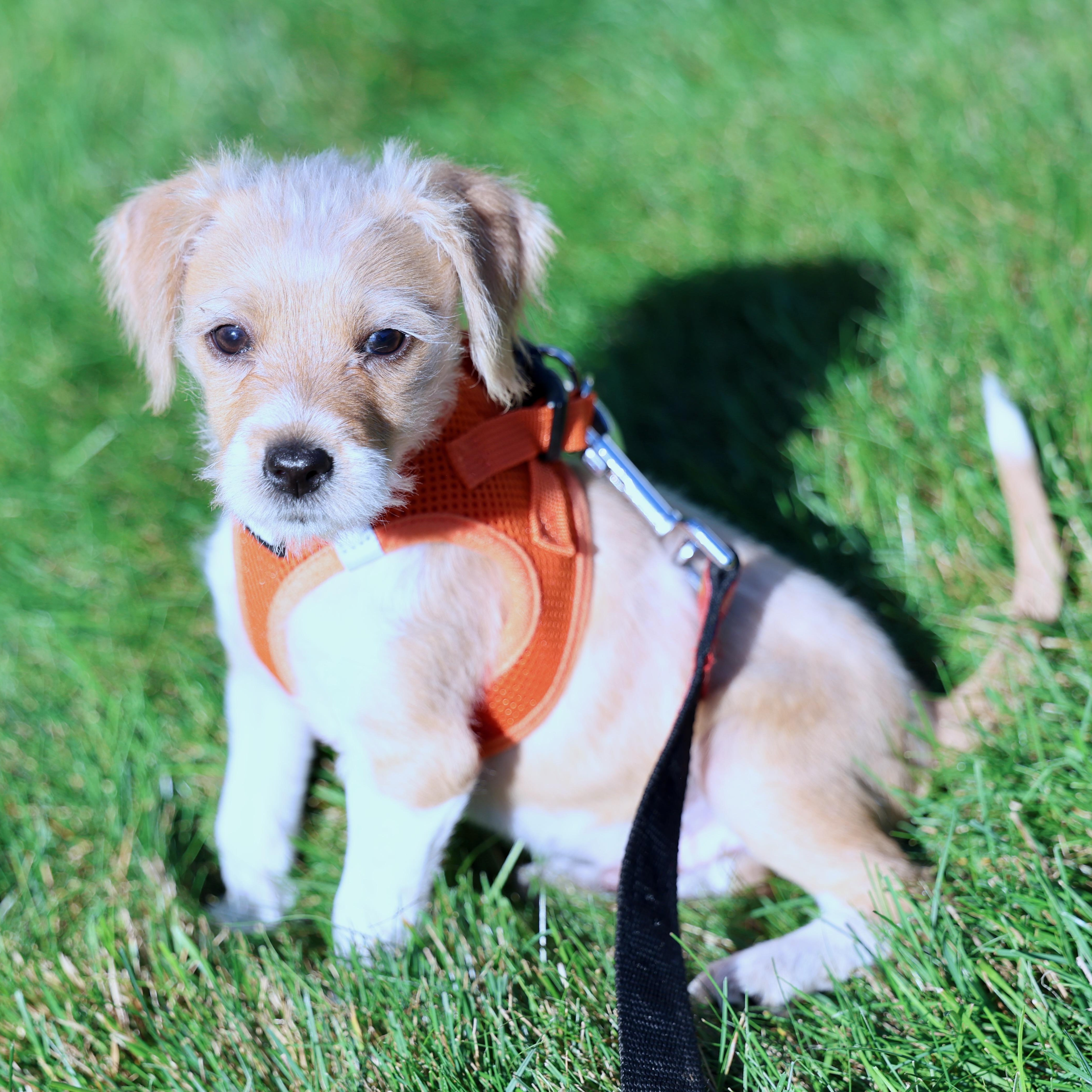 Enlarge Matthew, an adopted mixed breed in Palatine, IL image 4/5