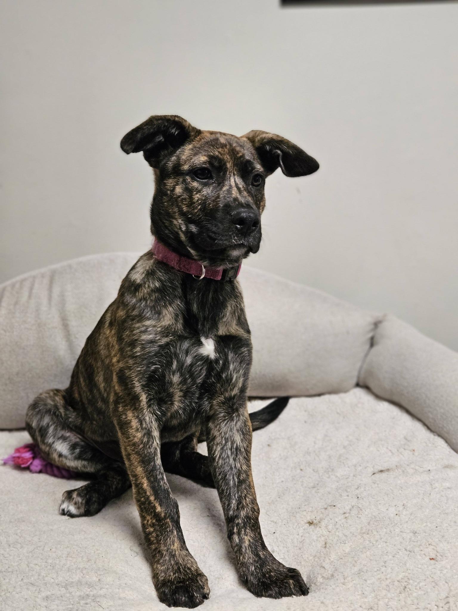 Enlarge Coconut, an adopted Shepherd in Broken Arrow, OK image 4/5