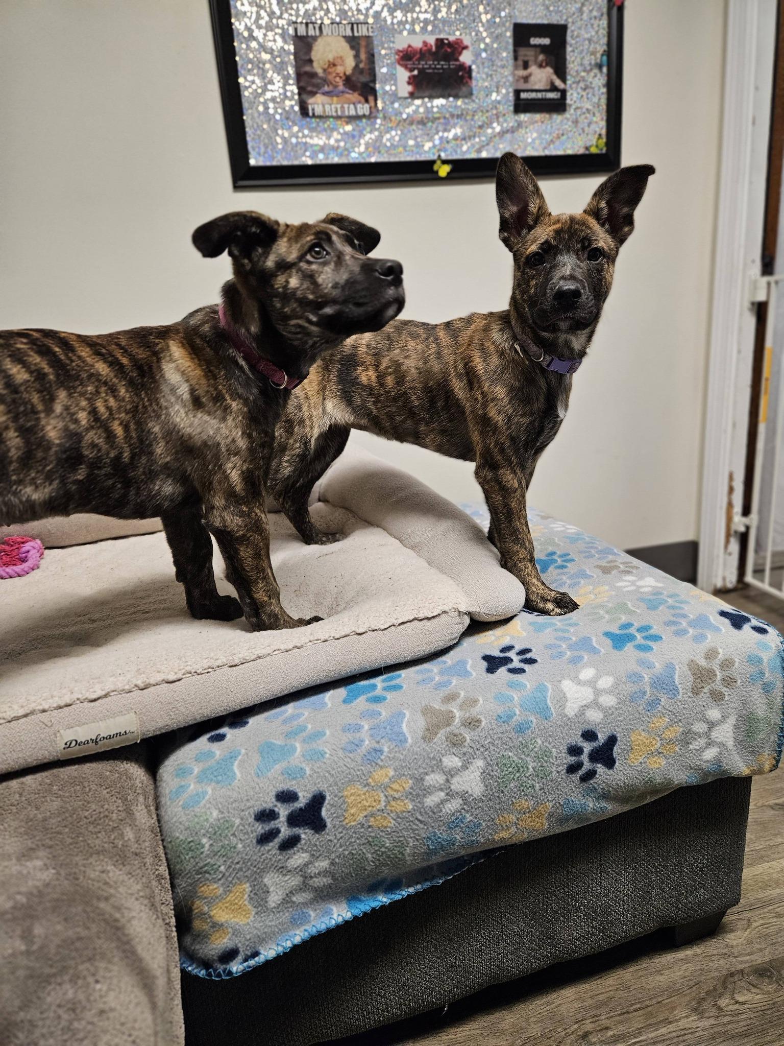 Enlarge Coconut, an adopted Shepherd in Broken Arrow, OK image 3/5