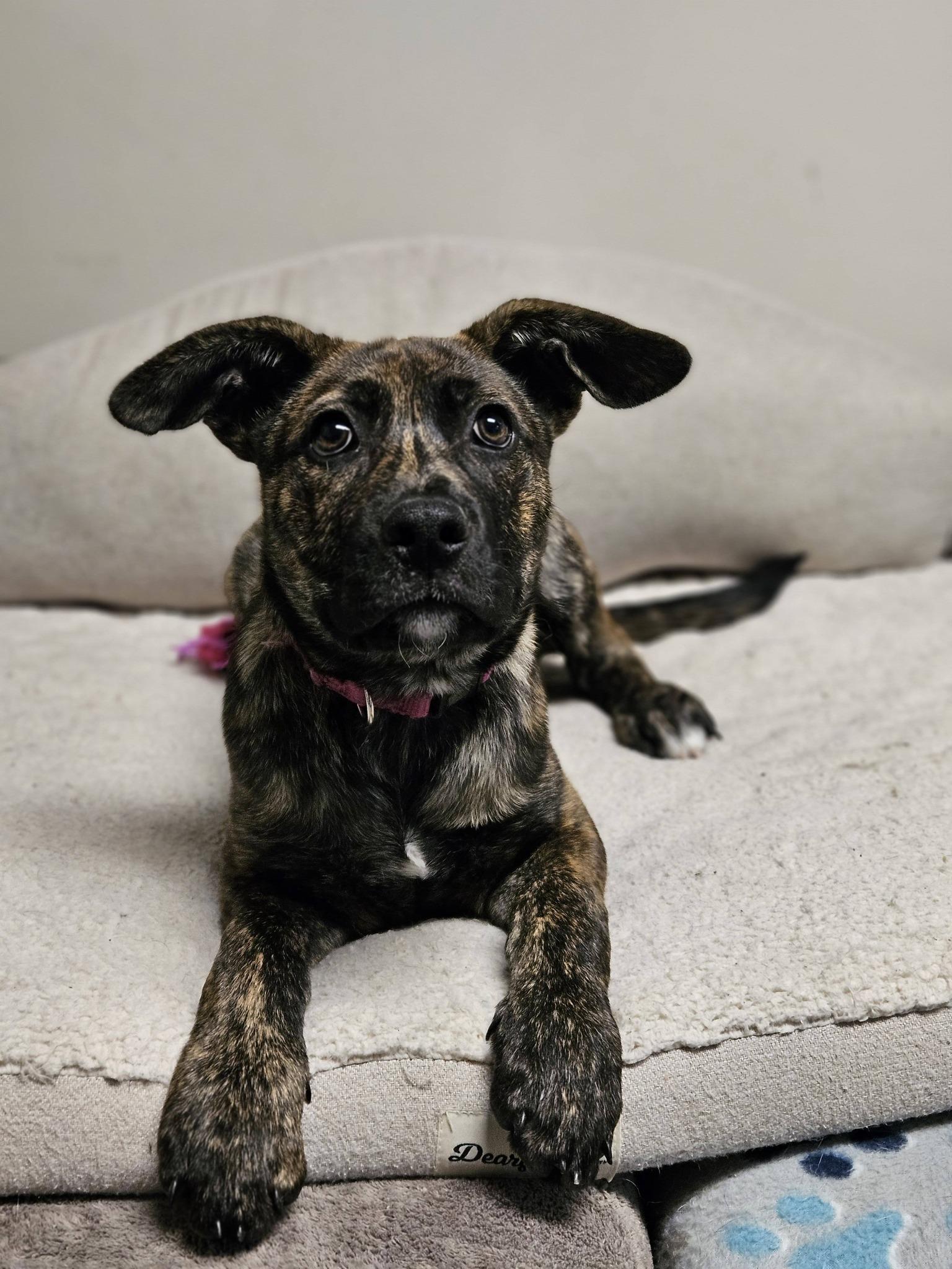 Enlarge Coconut, an adopted Shepherd in Broken Arrow, OK image 5/5