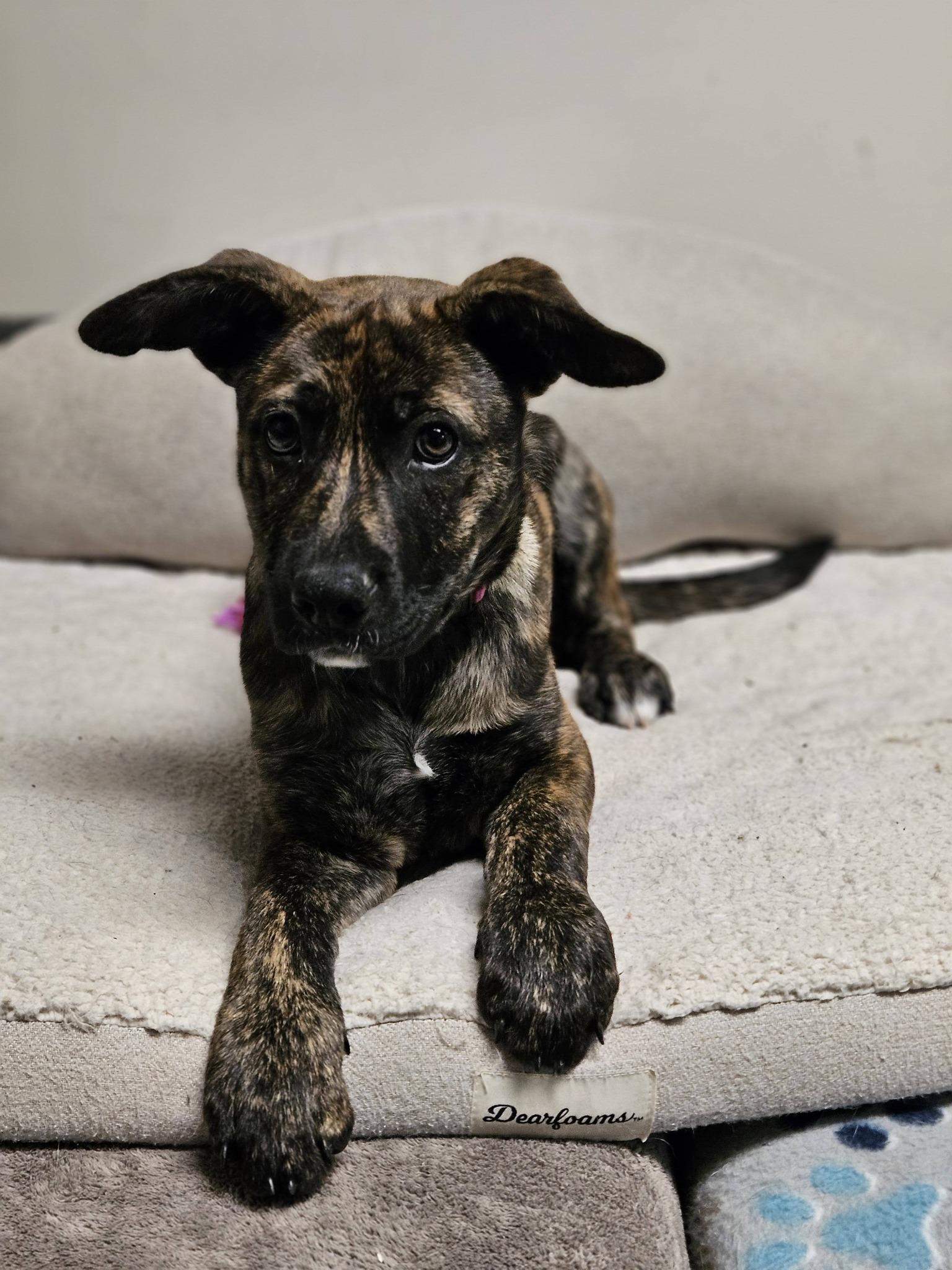 Enlarge Coconut, an adopted Shepherd in Broken Arrow, OK image 2/5