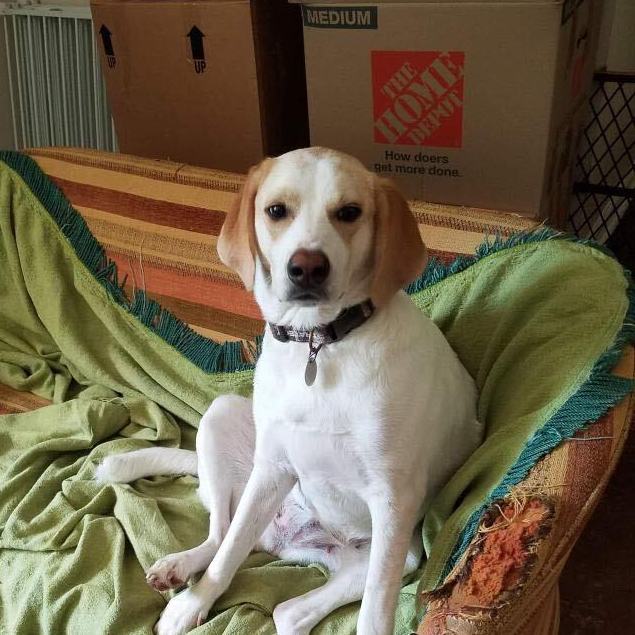 Princess, Adoptable, Young Female Australian Shepherd & Hound.