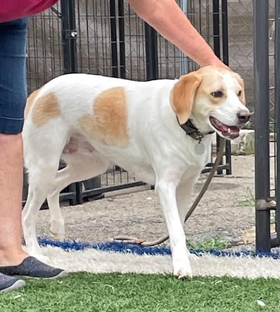 Princess, a Adoptable mixed breed in Gainesville, GA image 2/3