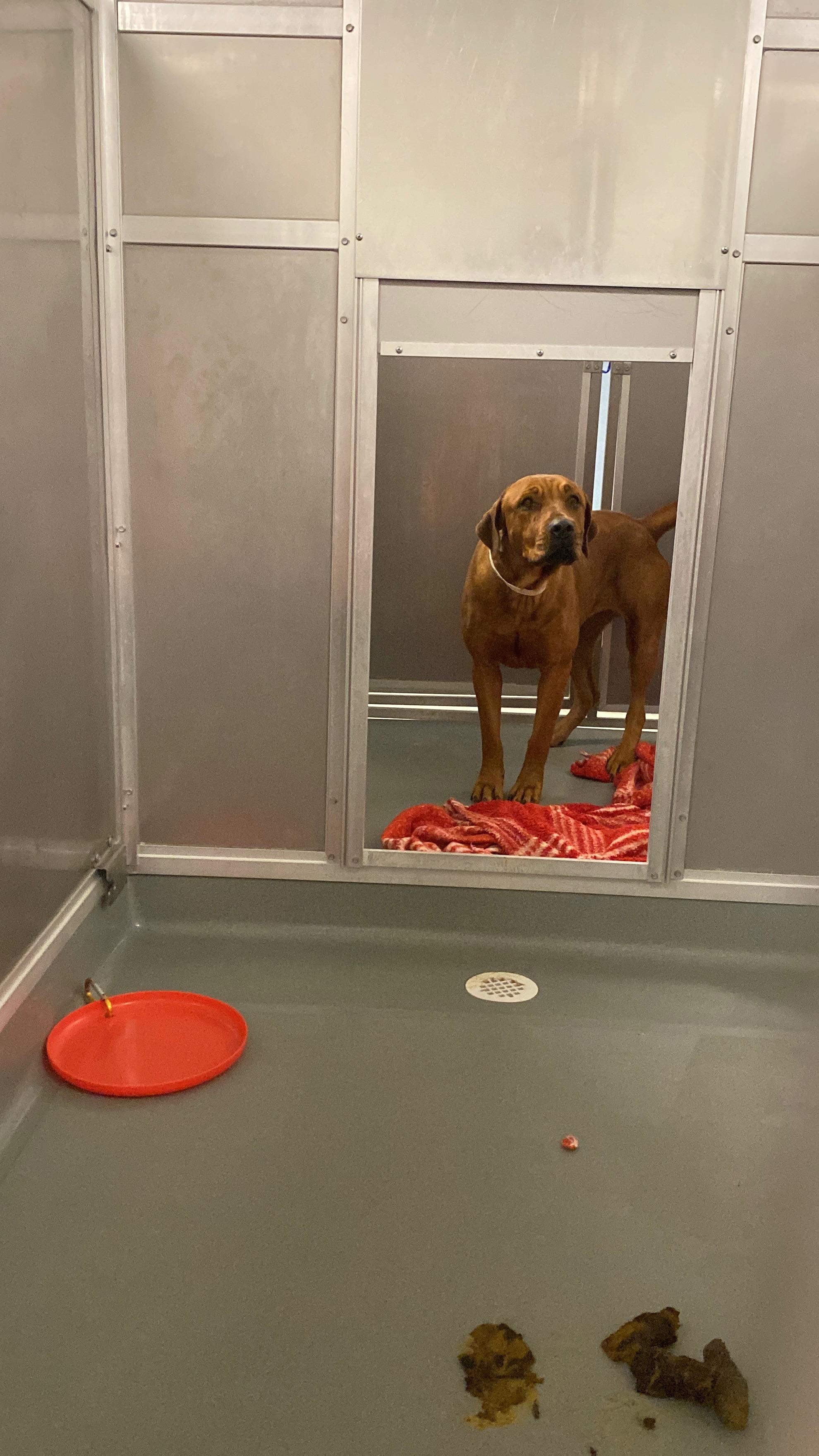 Myks, adopted, Young Female Rhodesian Ridgeback.