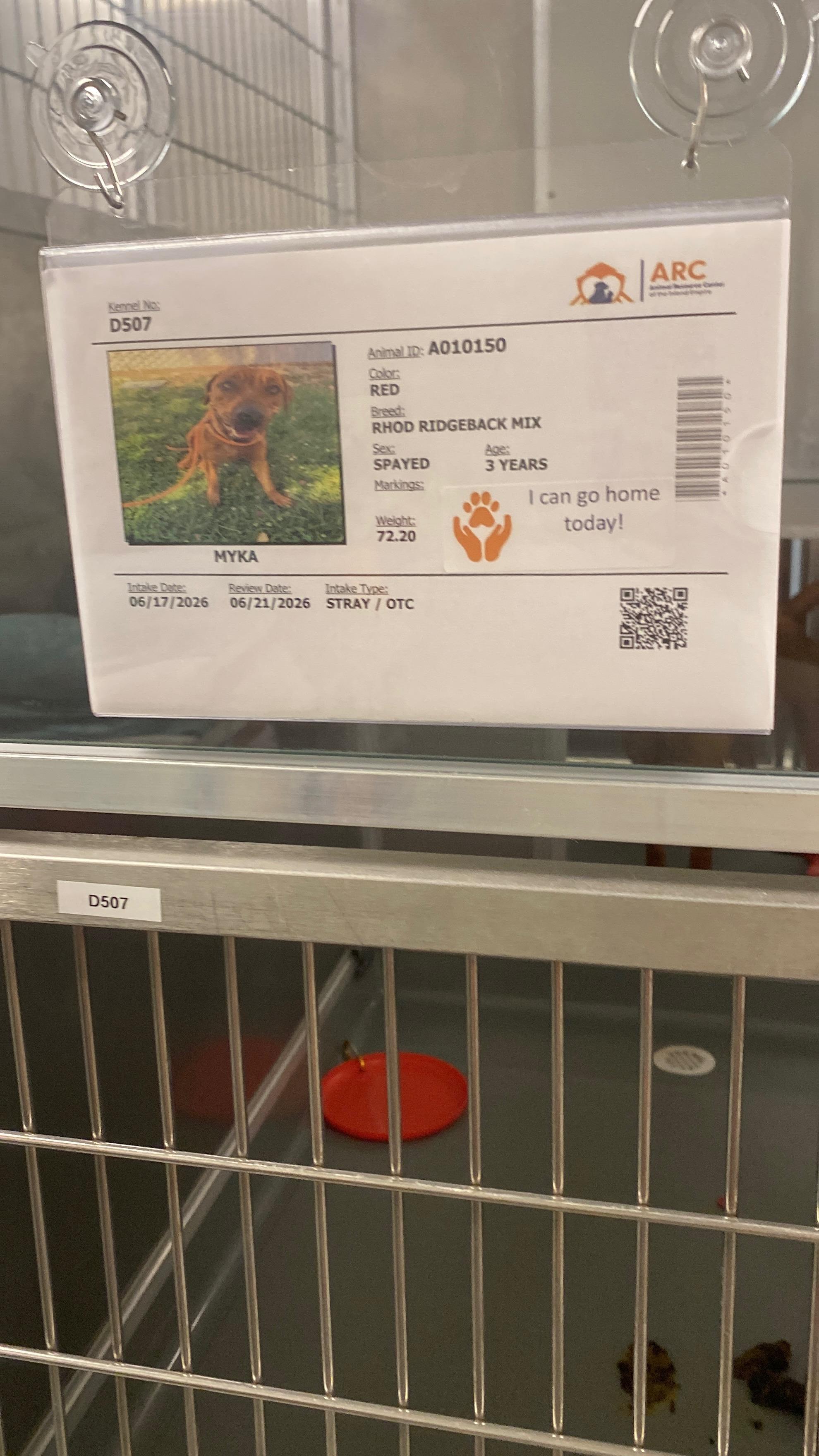 Myks, an adopted Rhodesian Ridgeback in Claremont, CA image 3/4