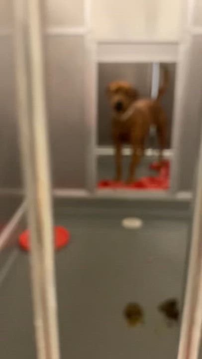 Enlarge Myks, an adopted Rhodesian Ridgeback in Claremont, CA video 4/4