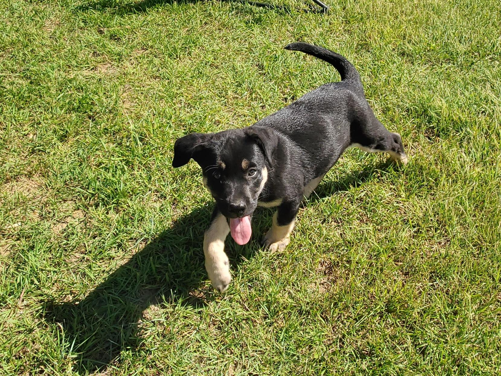 Enlarge Fudgesicle, a ADOPTABLE mixed breed in Saskatoon, SK image 5/6