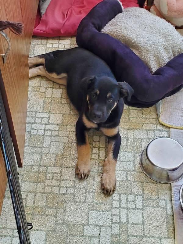 Enlarge Fudgesicle, a ADOPTABLE mixed breed in Saskatoon, SK image 6/6