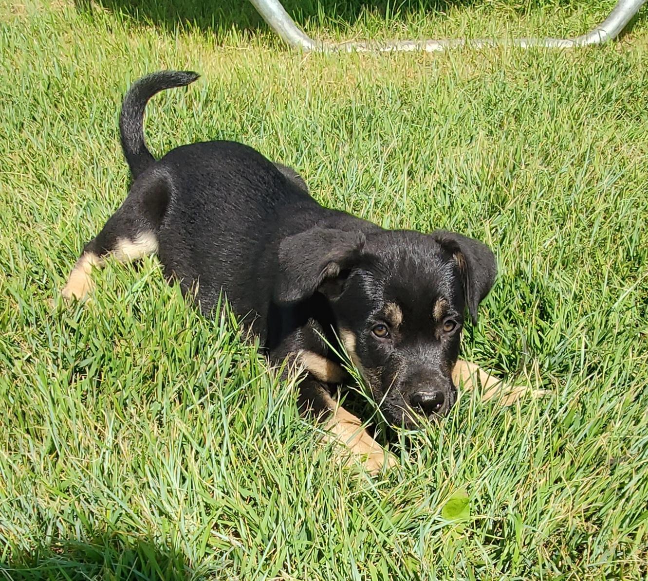 Fudgesicle, ADOPTABLE, Puppy Female Mixed Breed.